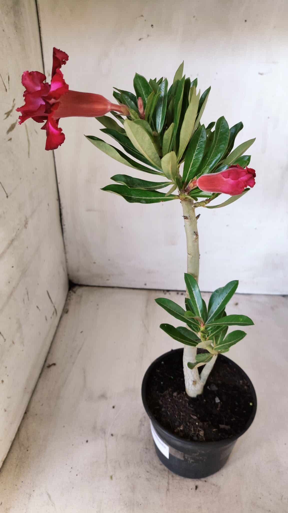 Planta Dobrada 2886 – 30cm – 02 anos