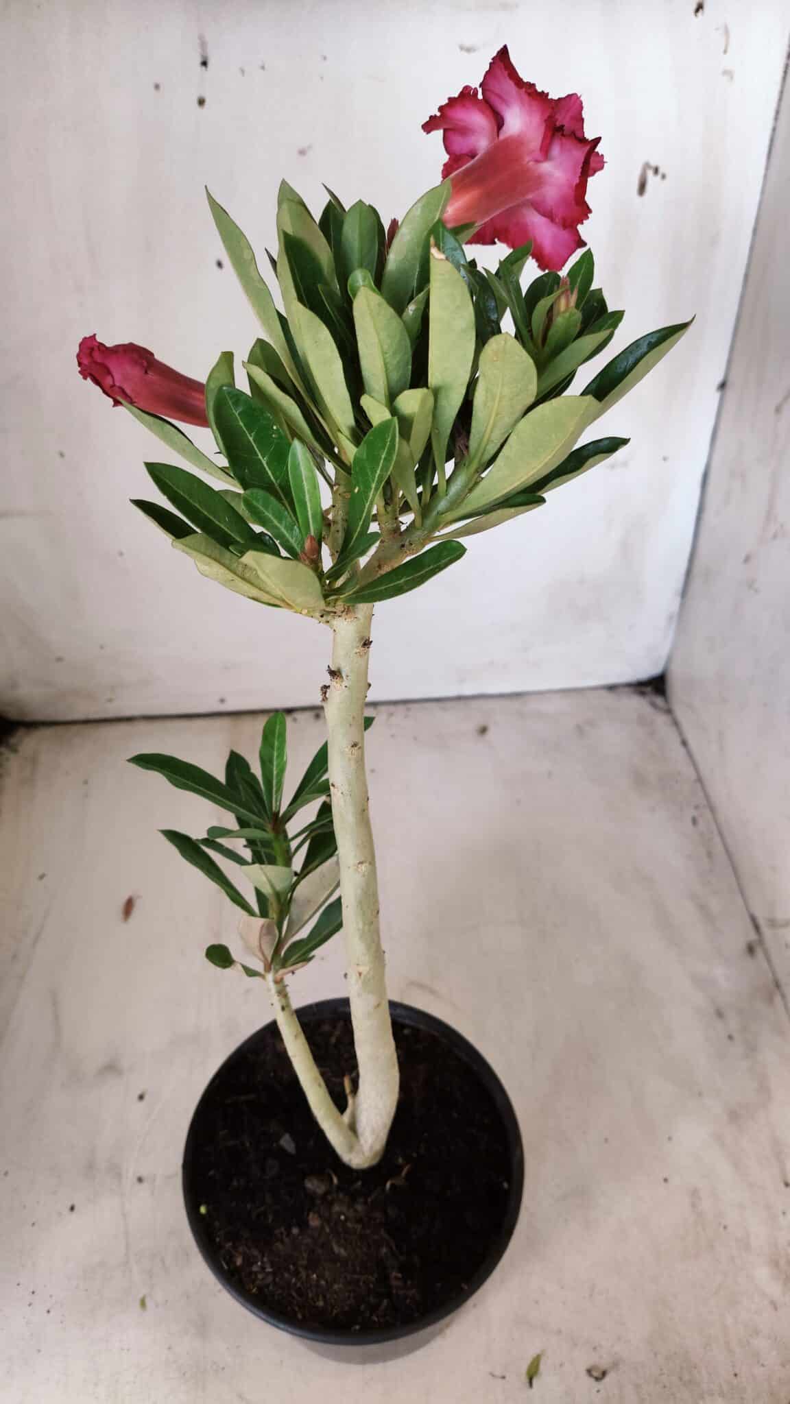 Planta Dobrada 2886 – 30cm – 02 anos