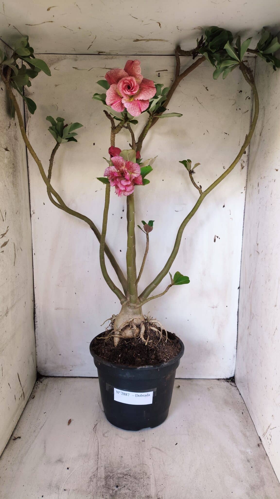 Planta Dobrada 2887 – 50cm – 05 anos