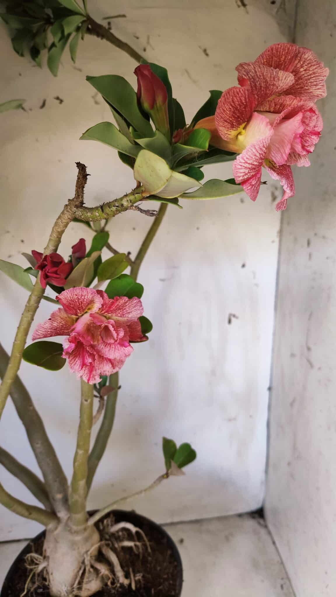 Planta Dobrada 2887 – 50cm – 05 anos