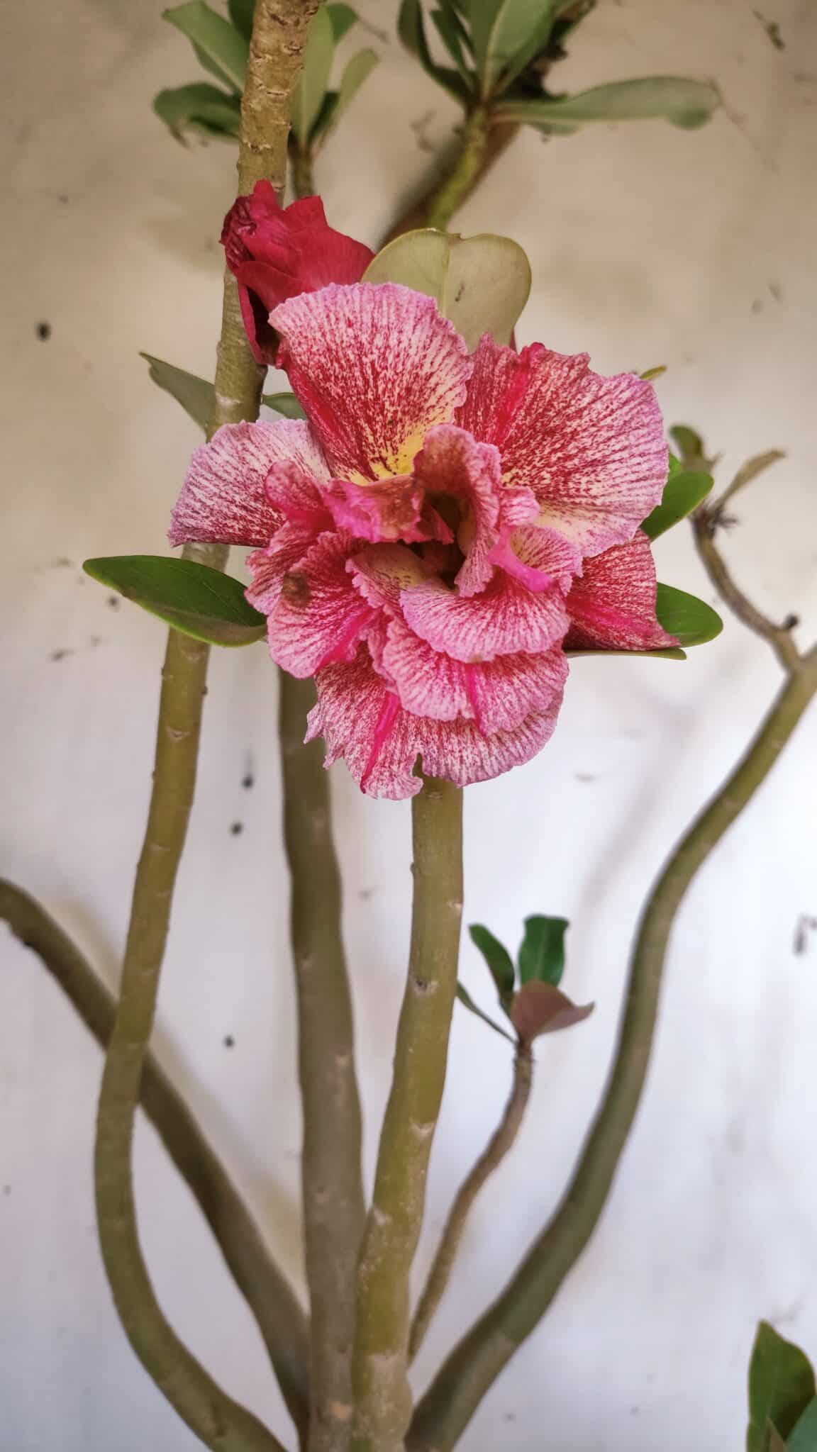 Planta Dobrada 2887 – 50cm – 05 anos