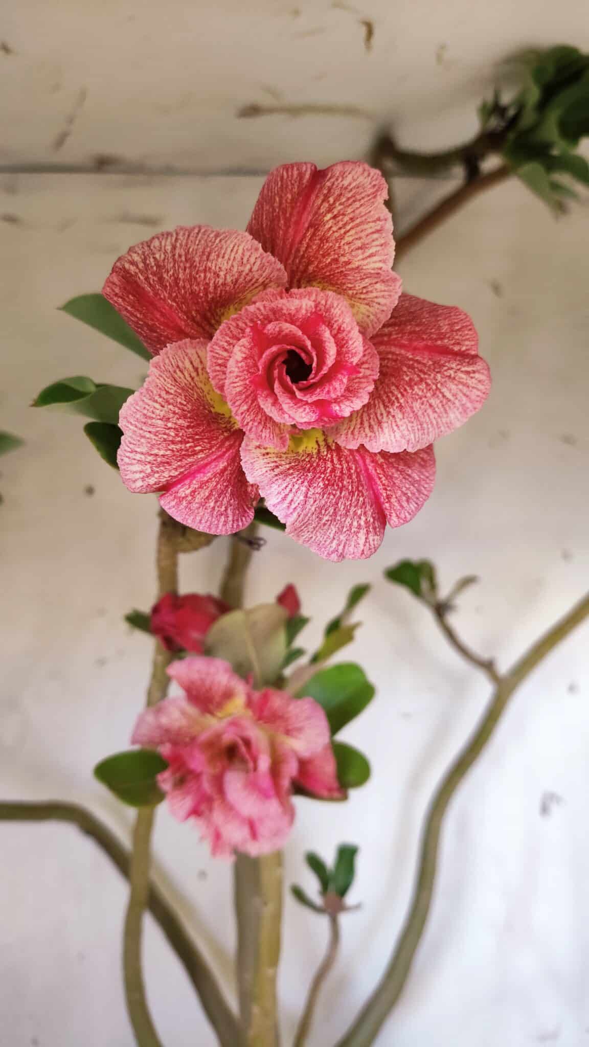 Planta Dobrada 2887 – 50cm – 05 anos