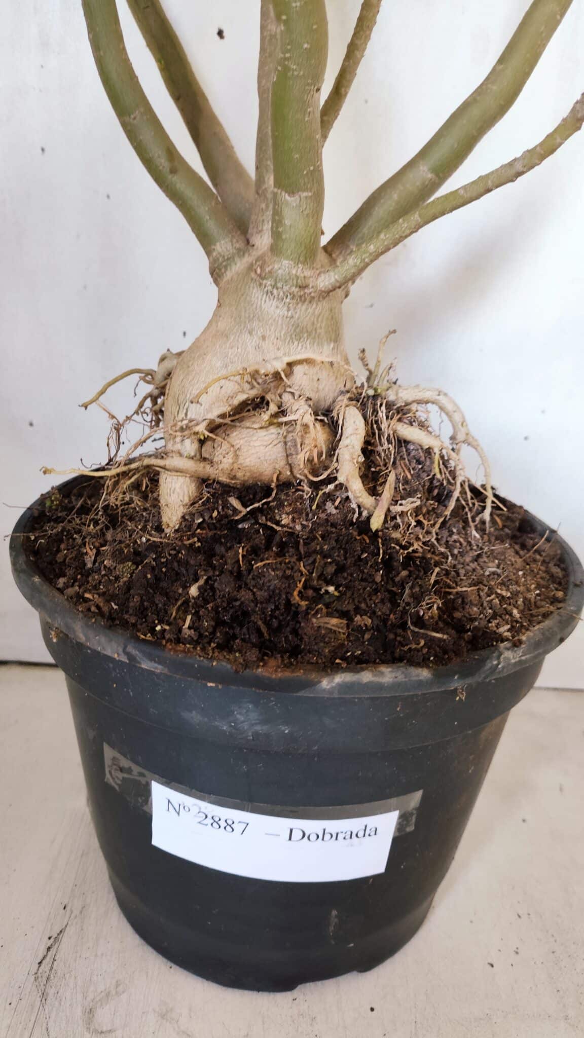 Planta Dobrada 2887 – 50cm – 05 anos