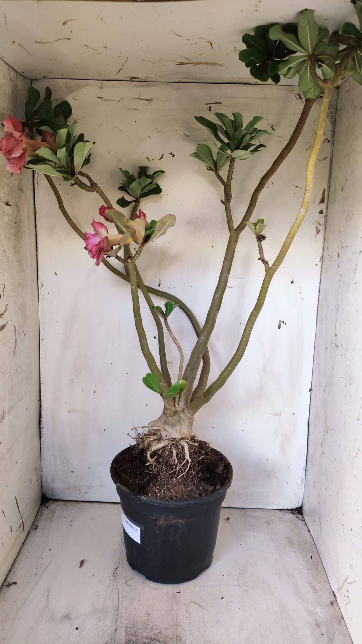 Planta Dobrada 2887 – 50cm – 05 anos