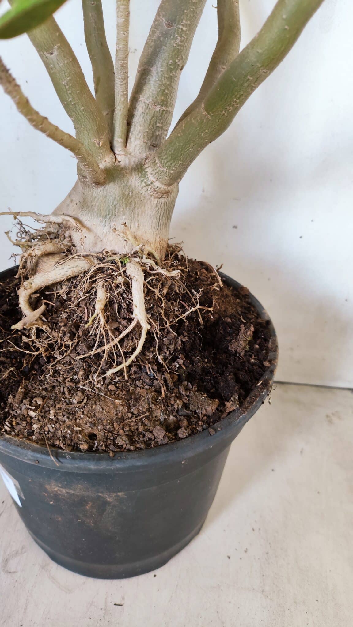 Planta Dobrada 2887 – 50cm – 05 anos