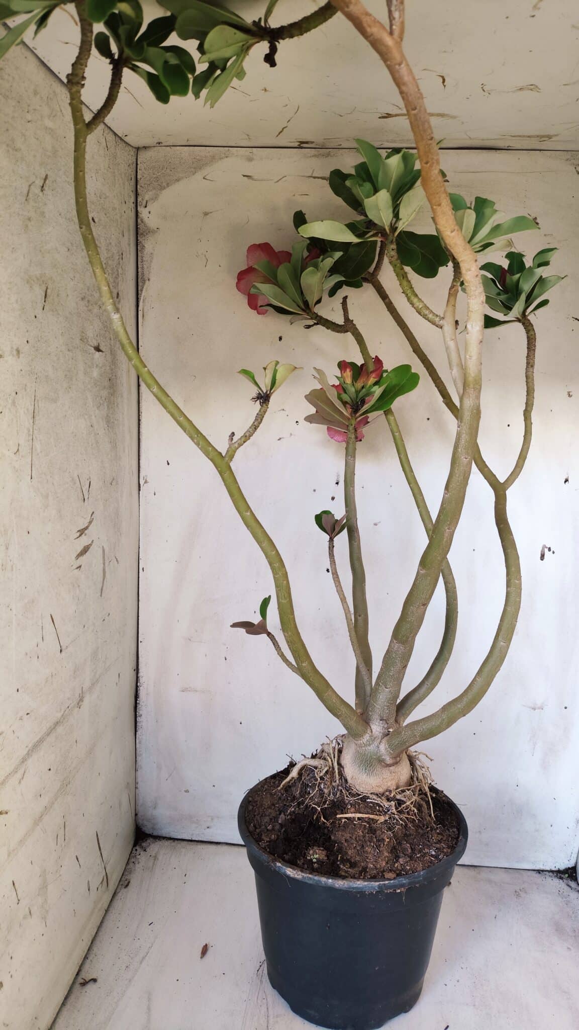 Planta Dobrada 2887 – 50cm – 05 anos