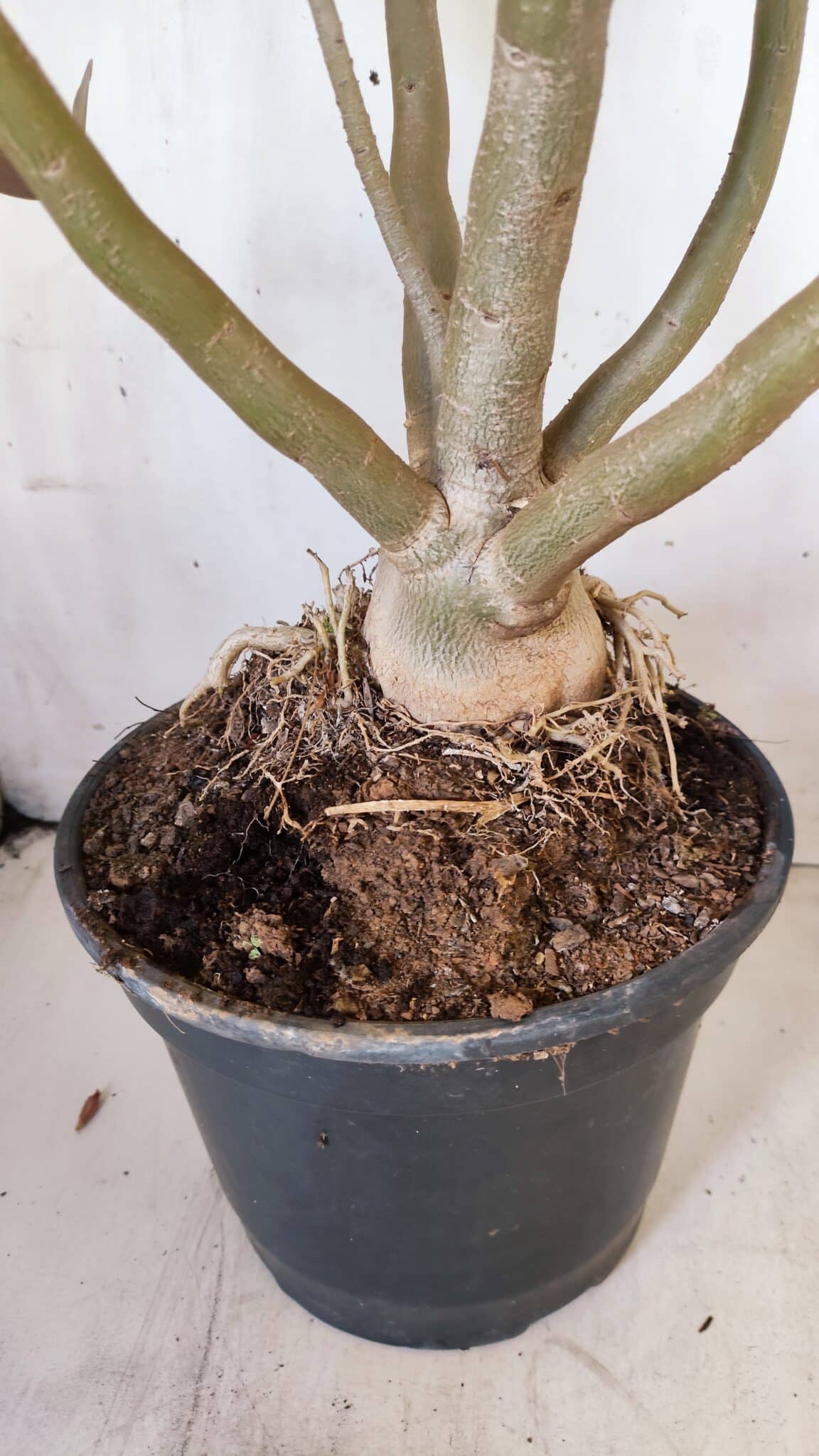 Planta Dobrada 2887 – 50cm – 05 anos