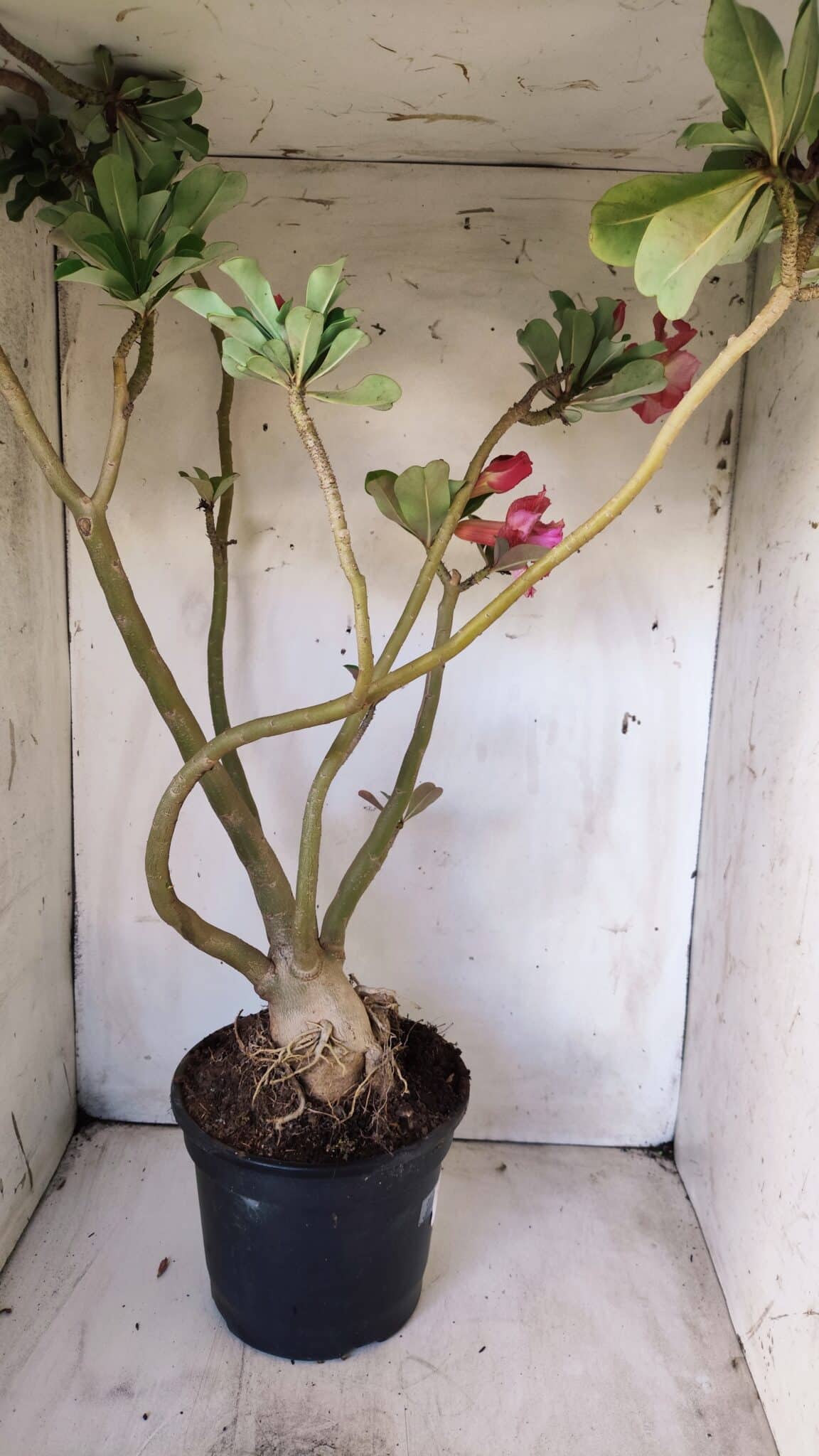 Planta Dobrada 2887 – 50cm – 05 anos