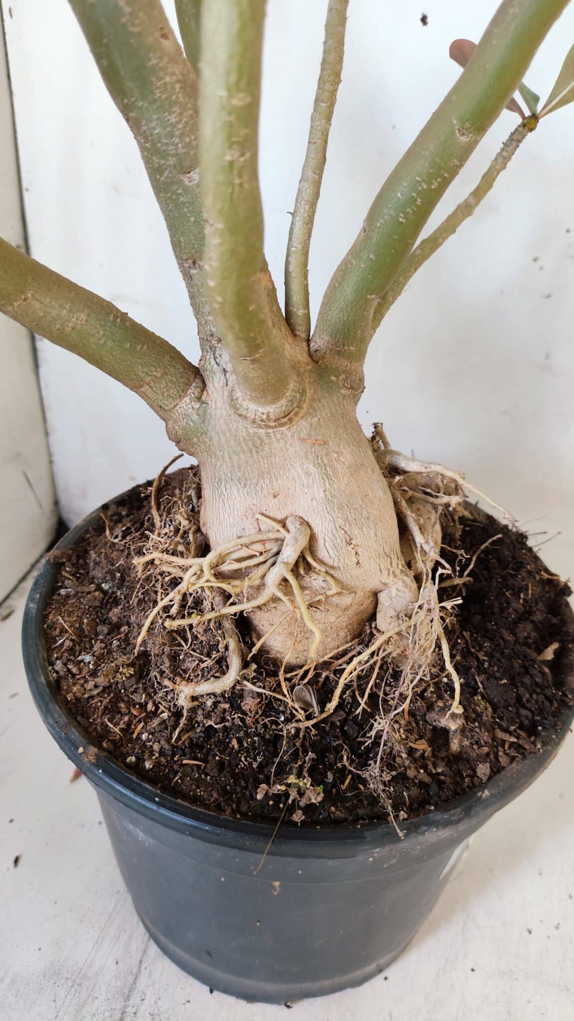 Planta Dobrada 2887 – 50cm – 05 anos