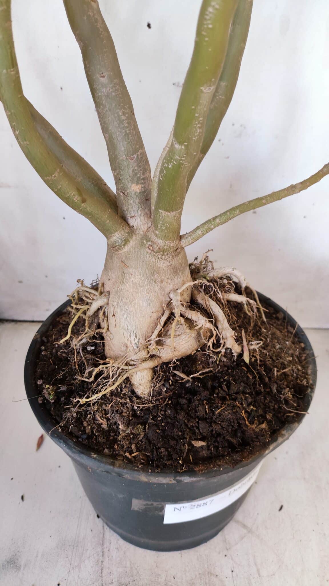 Planta Dobrada 2887 – 50cm – 05 anos