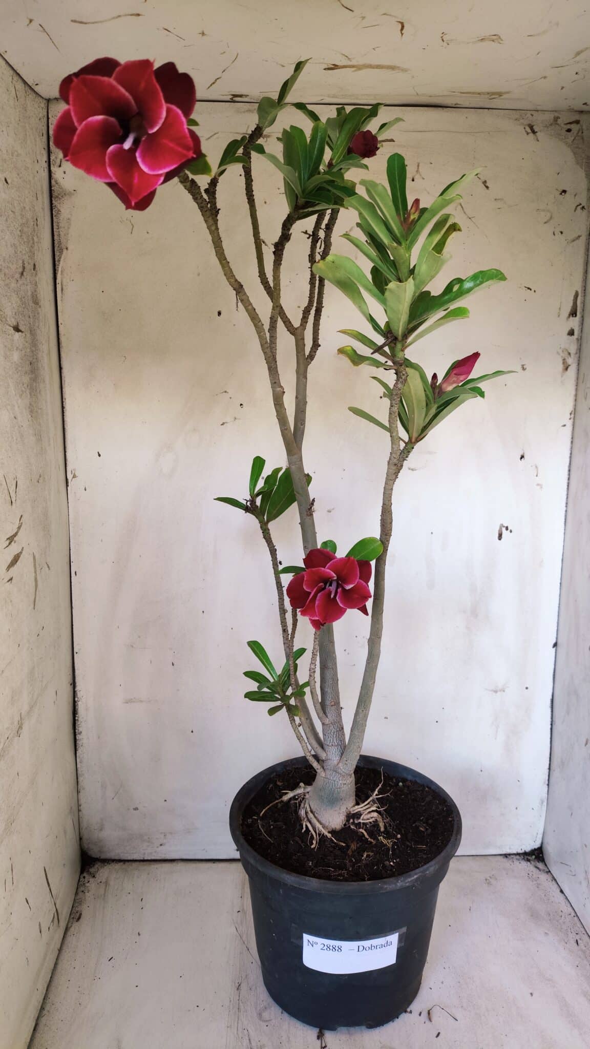 Planta Dobrada 2888 – 40cm – 03 anos