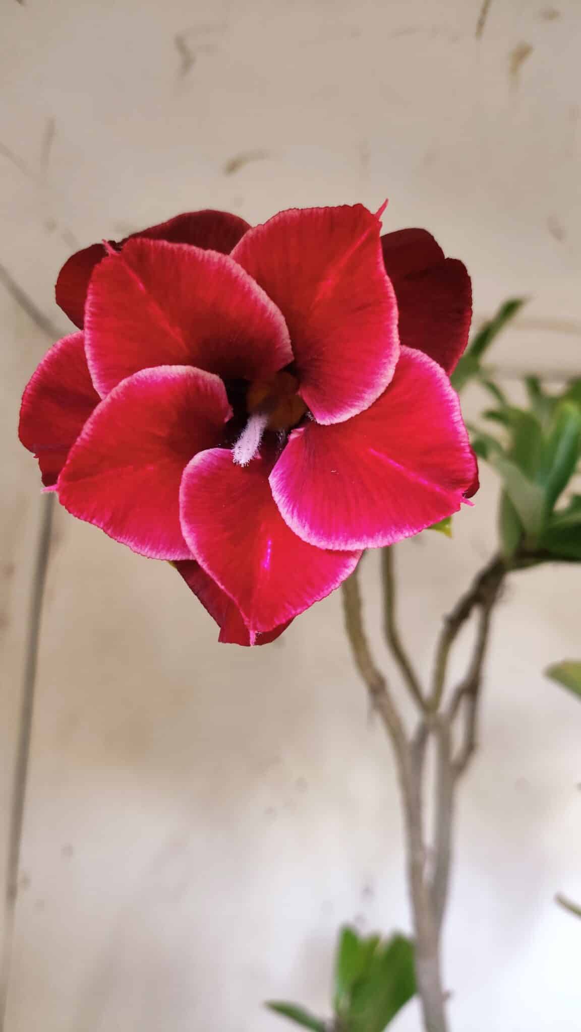 Planta Dobrada 2888 – 40cm – 03 anos