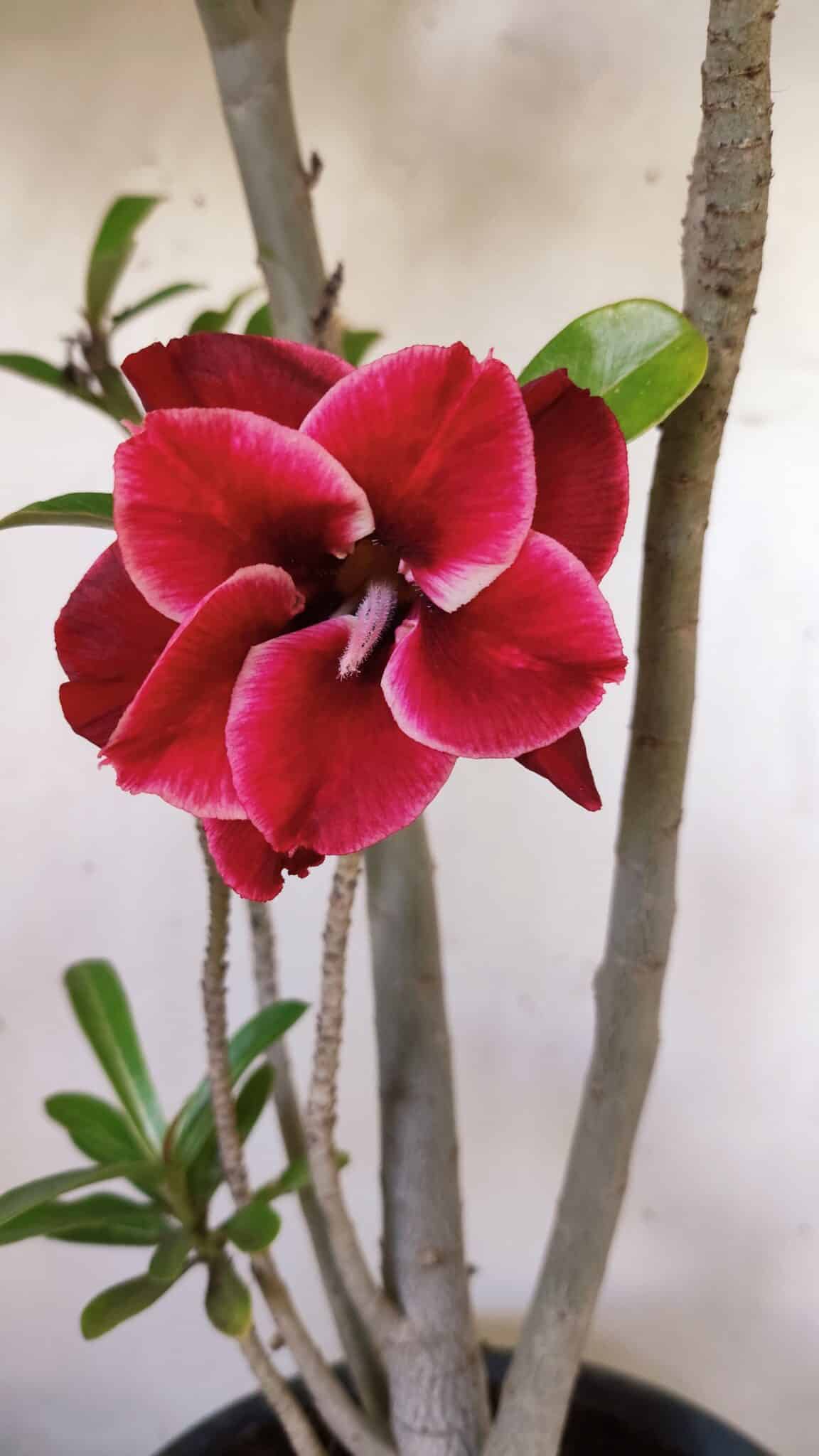 Planta Dobrada 2888 – 40cm – 03 anos