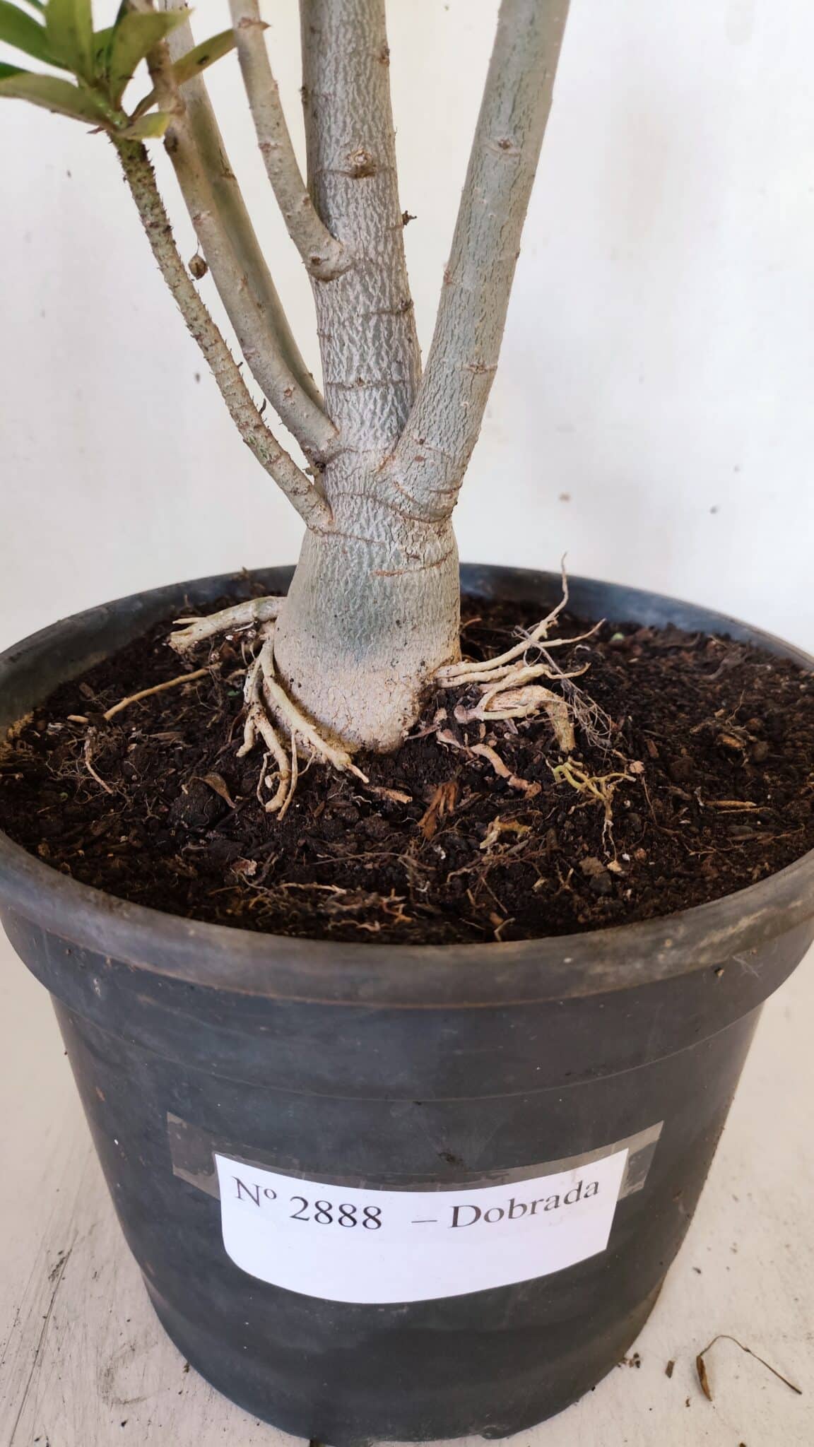 Planta Dobrada 2888 – 40cm – 03 anos