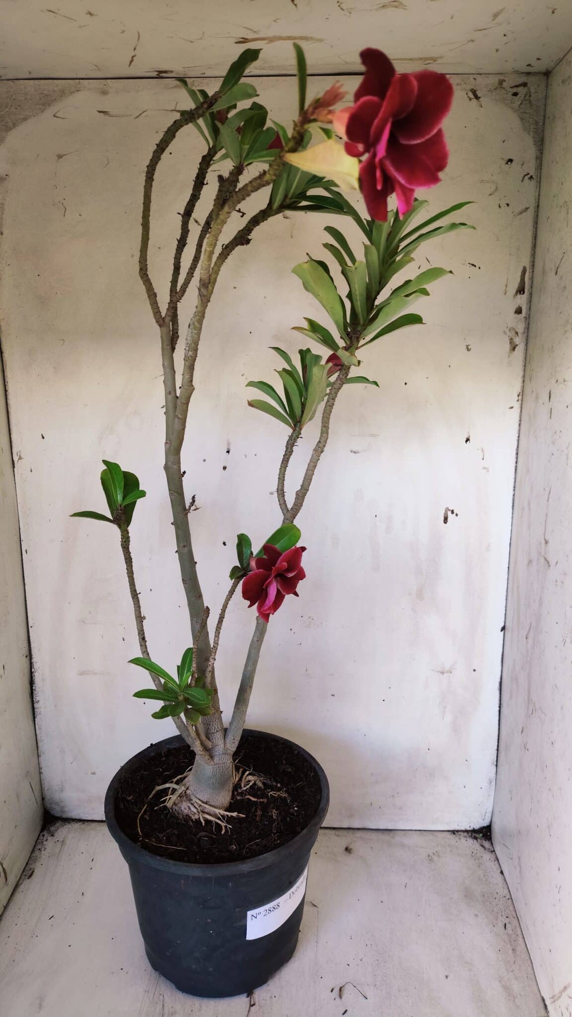 Planta Dobrada 2888 – 40cm – 03 anos