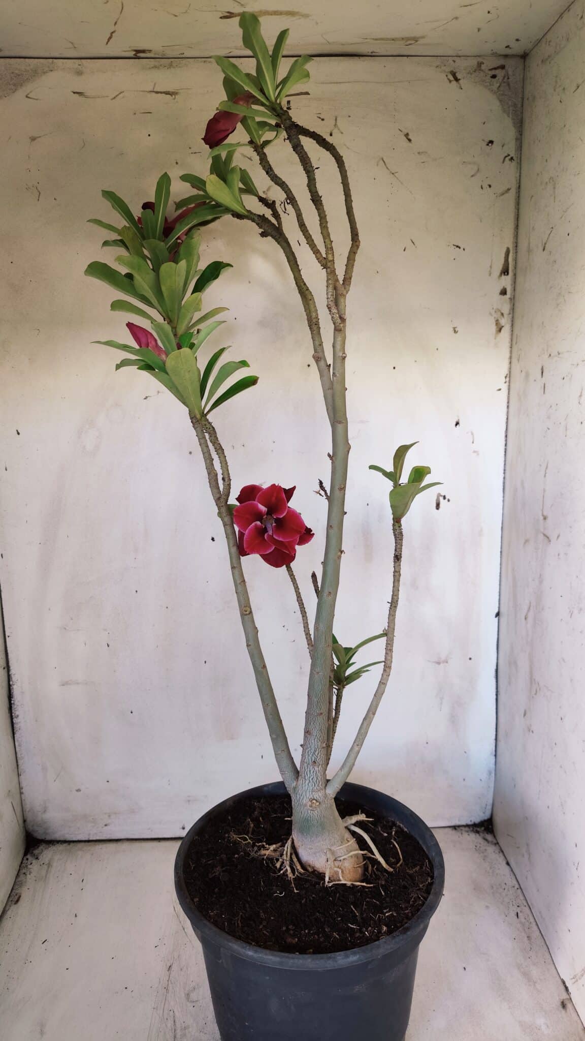 Planta Dobrada 2888 – 40cm – 03 anos