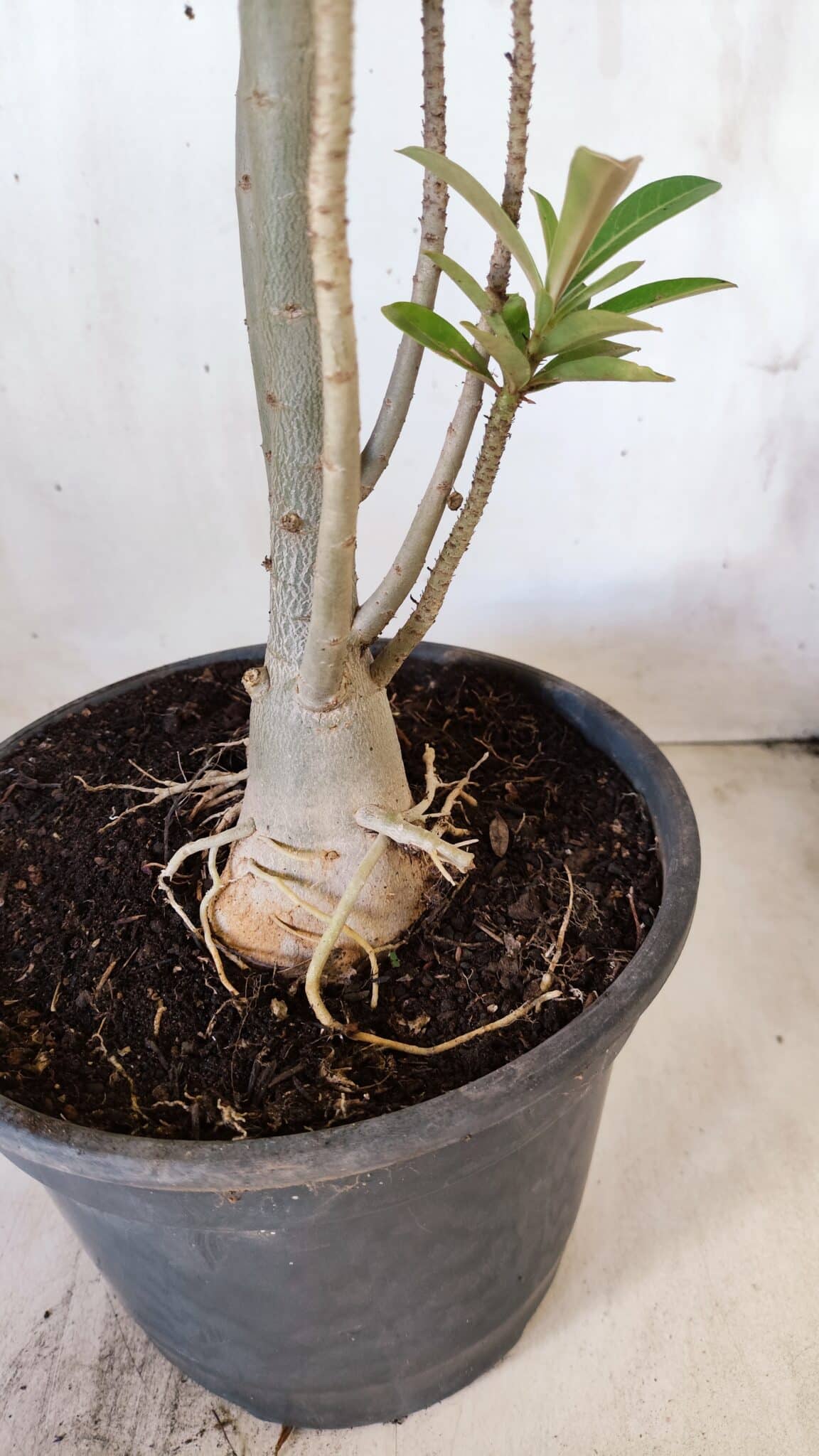 Planta Dobrada 2888 – 40cm – 03 anos