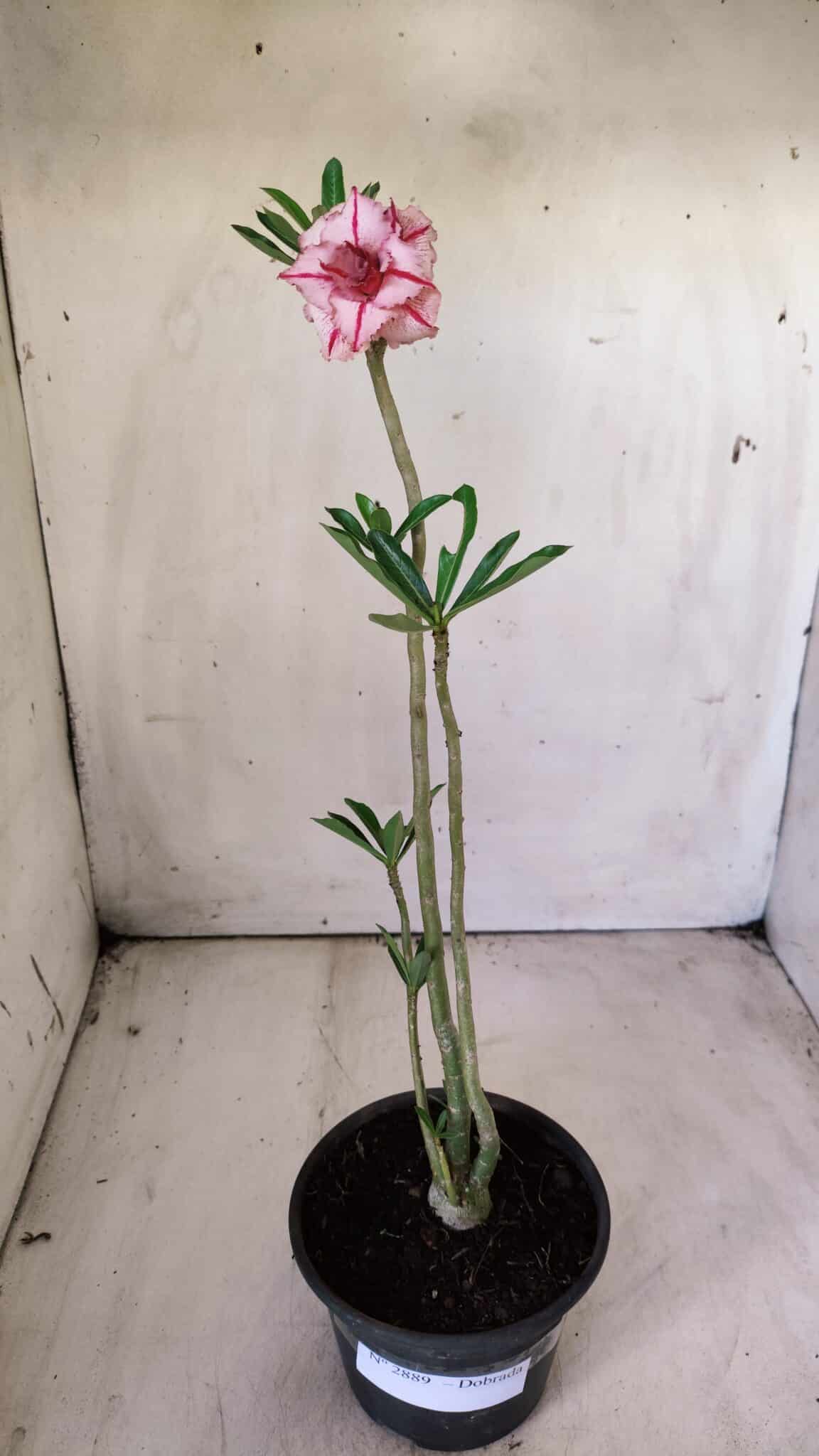 Planta Dobrada 2889 – 30cm – 02 anos