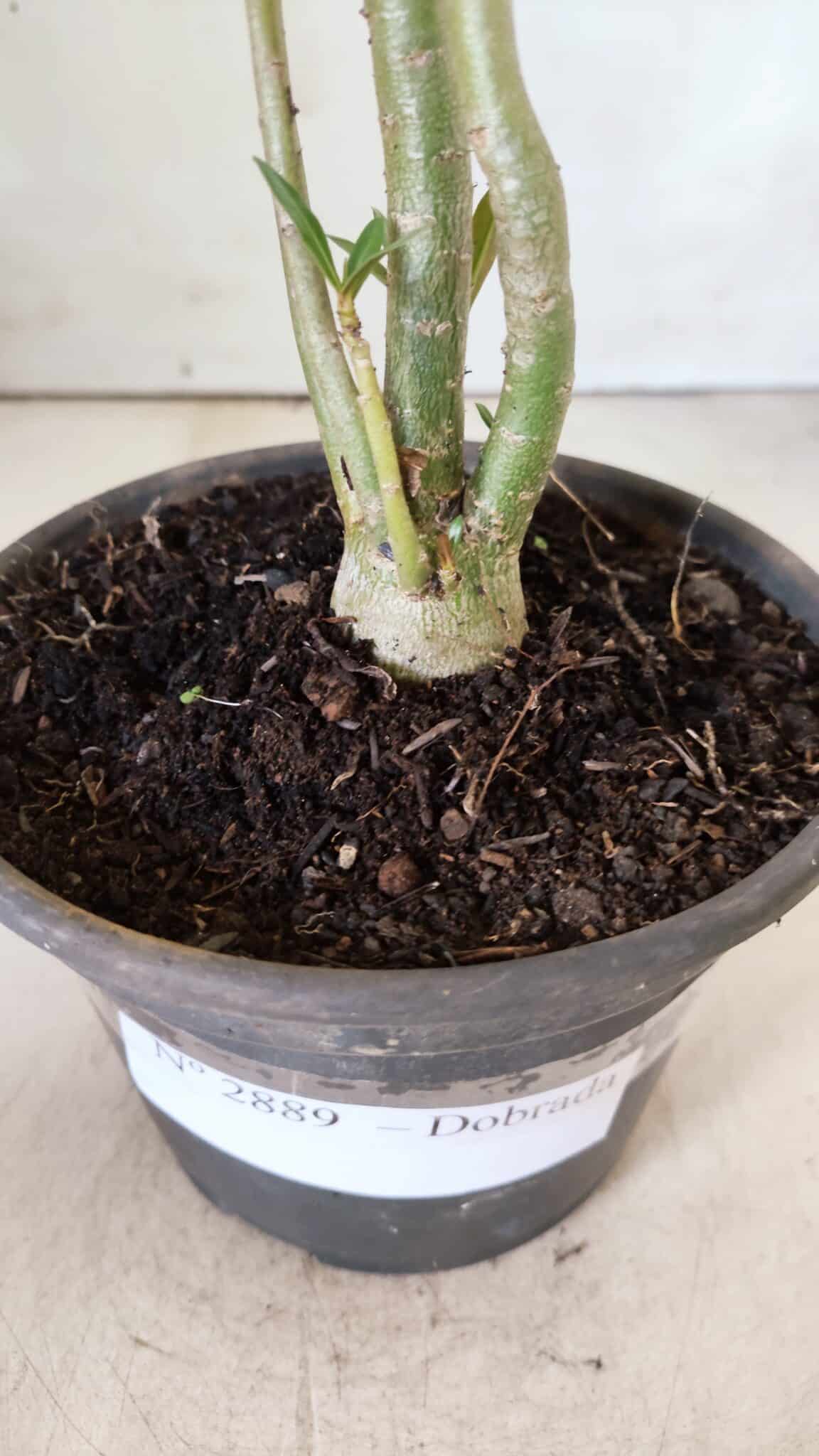 Planta Dobrada 2889 – 30cm – 02 anos