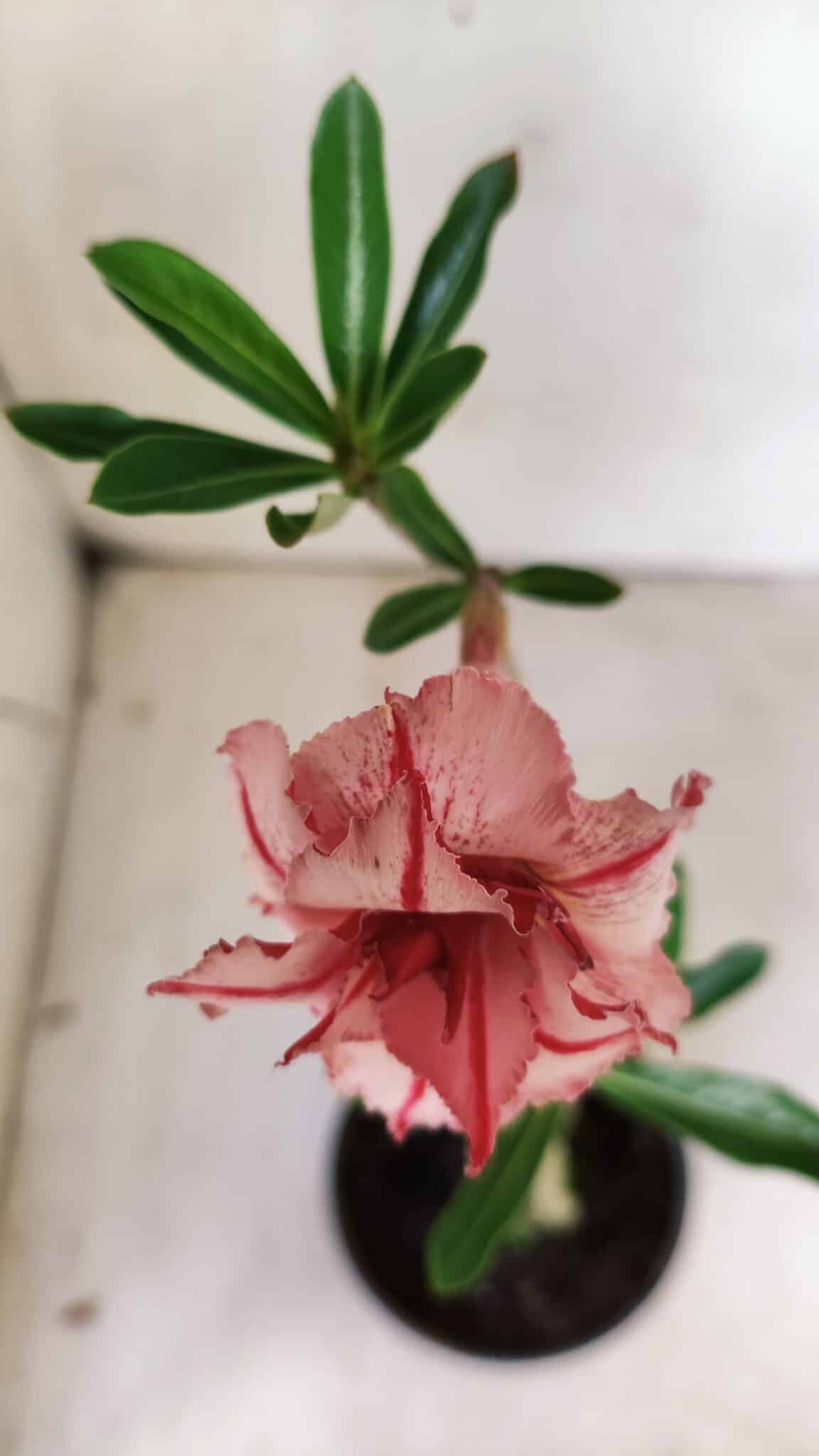 Planta Dobrada 2889 – 30cm – 02 anos