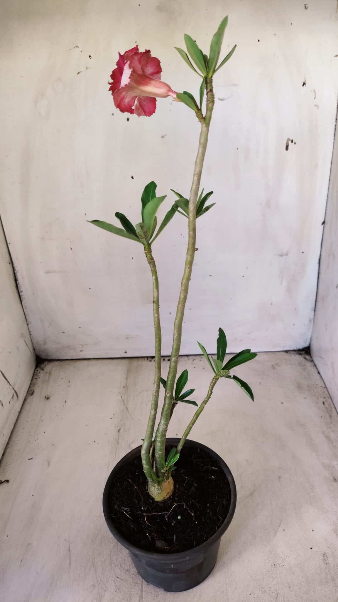 Planta Dobrada 2889 – 30cm – 02 anos