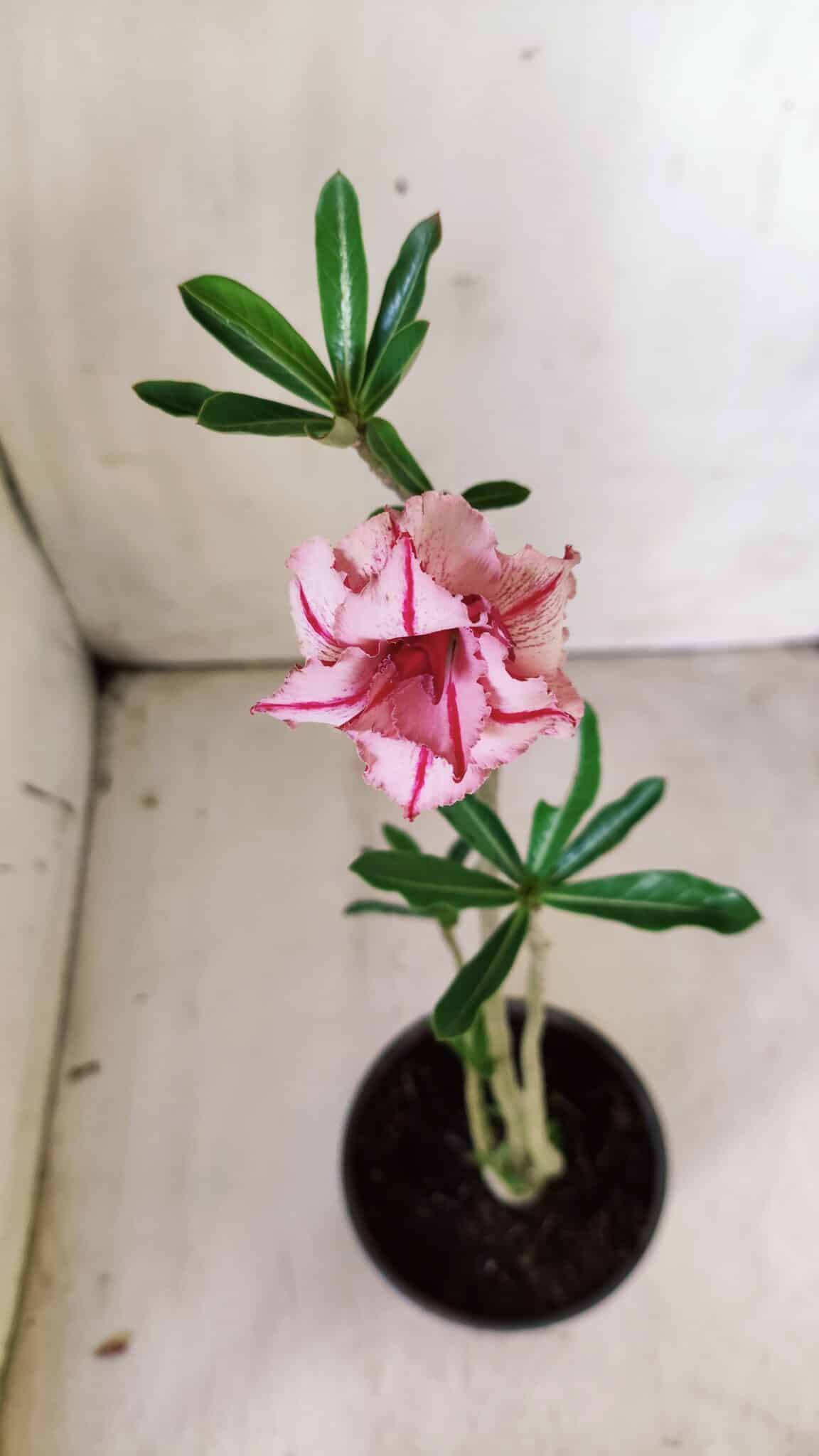 Planta Dobrada 2889 – 30cm – 02 anos
