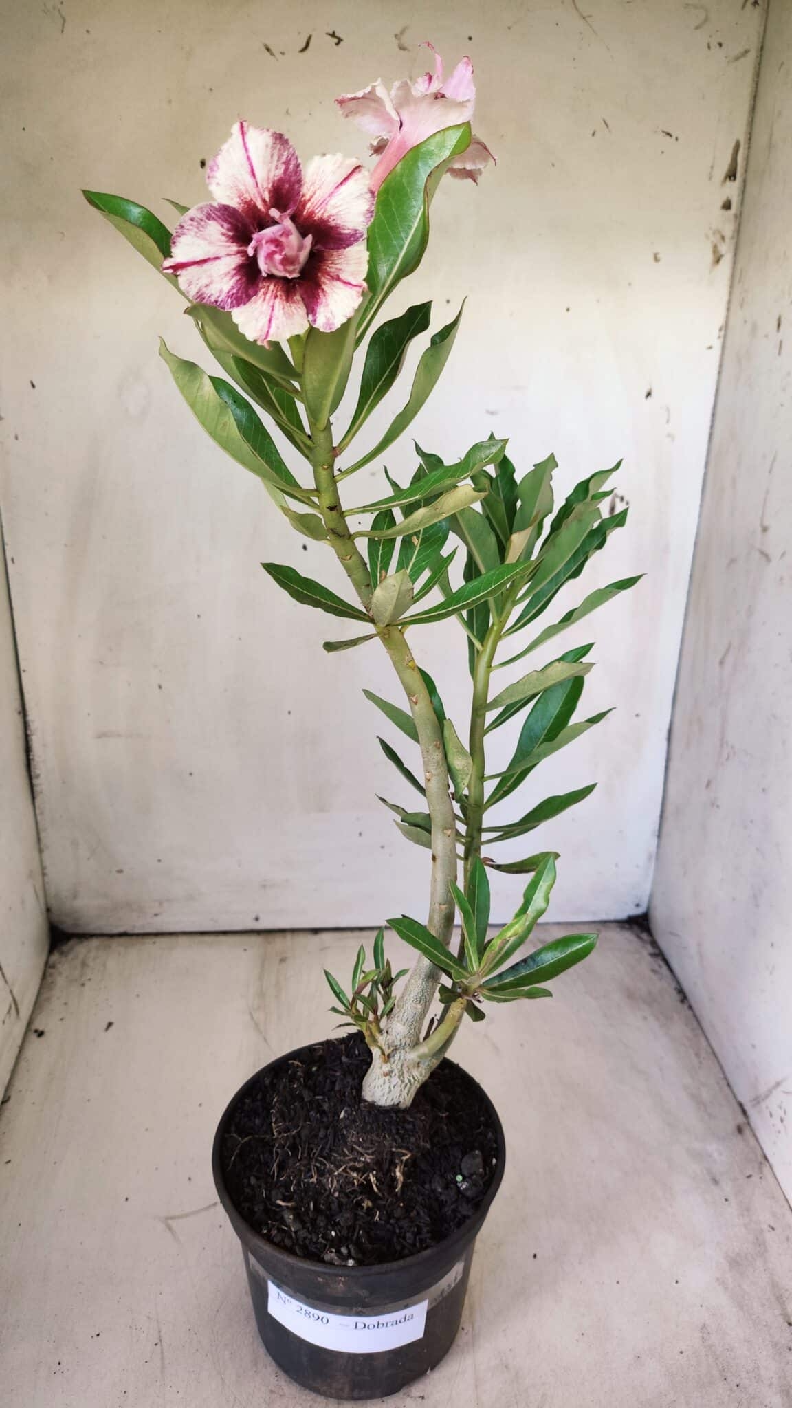 Planta Dobrada 2890 – 35cm – 03 anos