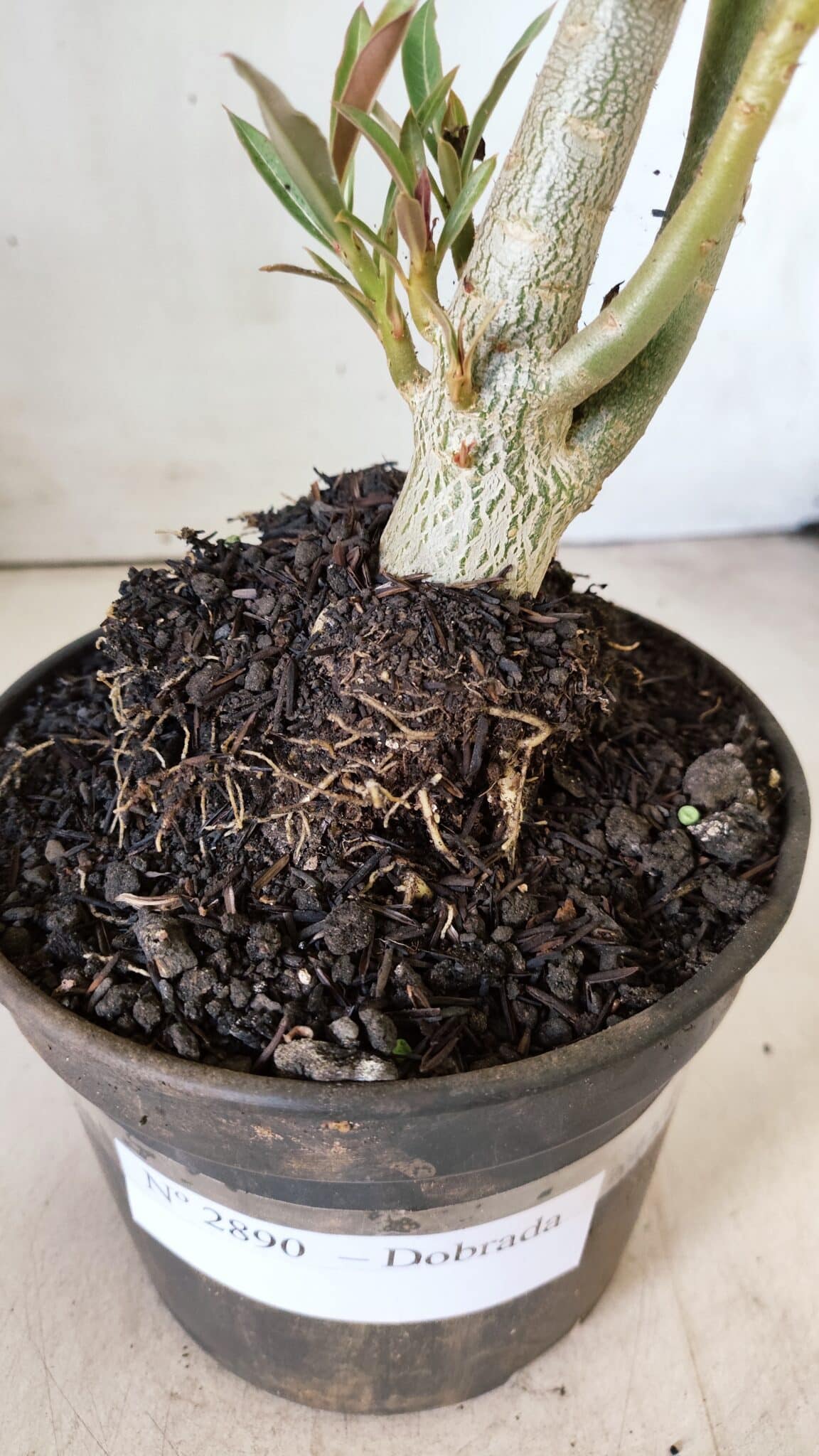 Planta Dobrada 2890 – 35cm – 03 anos