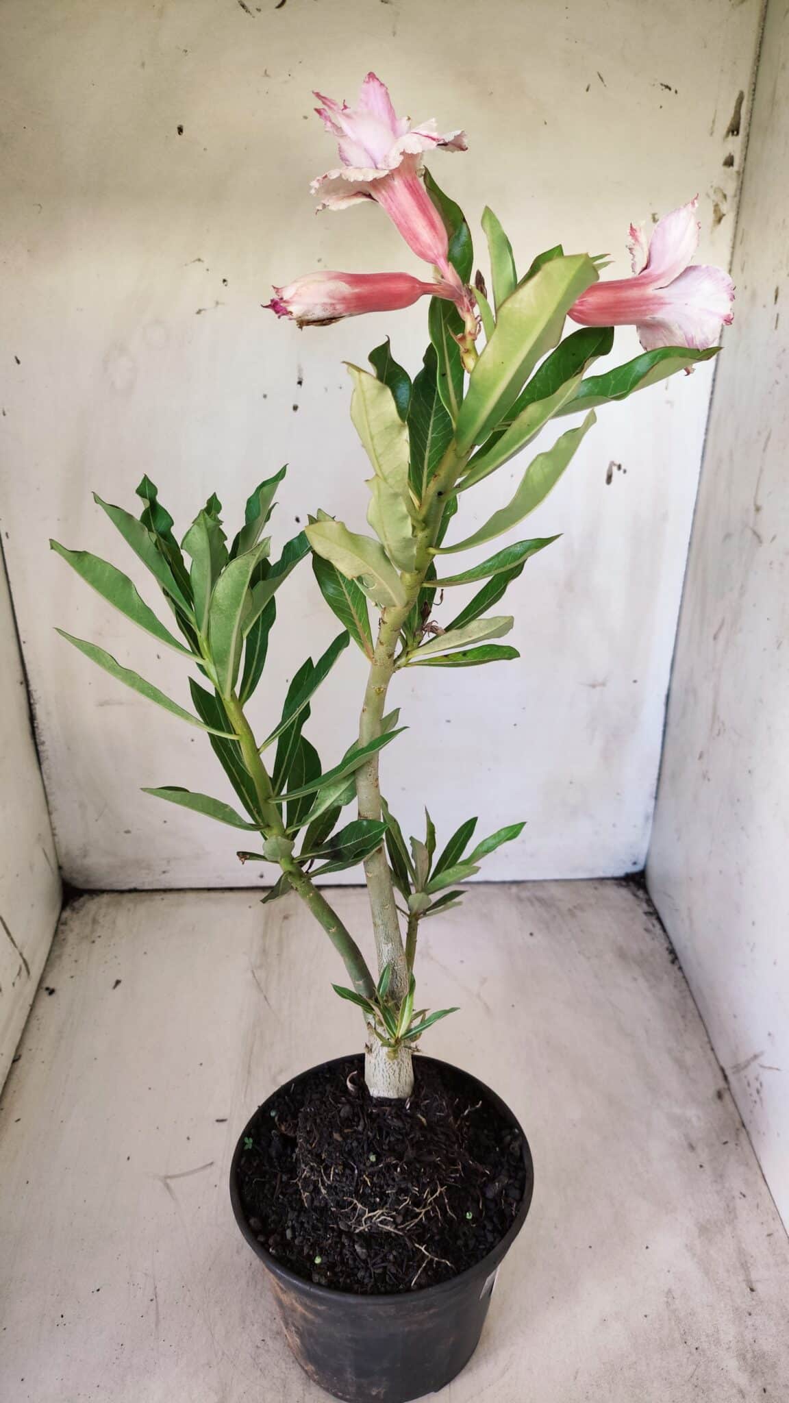 Planta Dobrada 2890 – 35cm – 03 anos