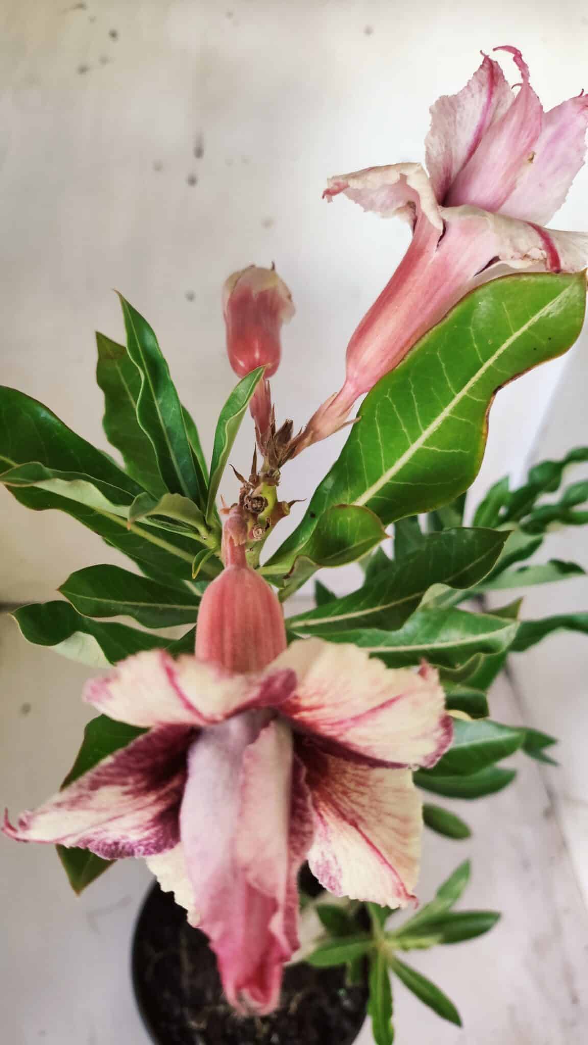 Planta Dobrada 2890 – 35cm – 03 anos