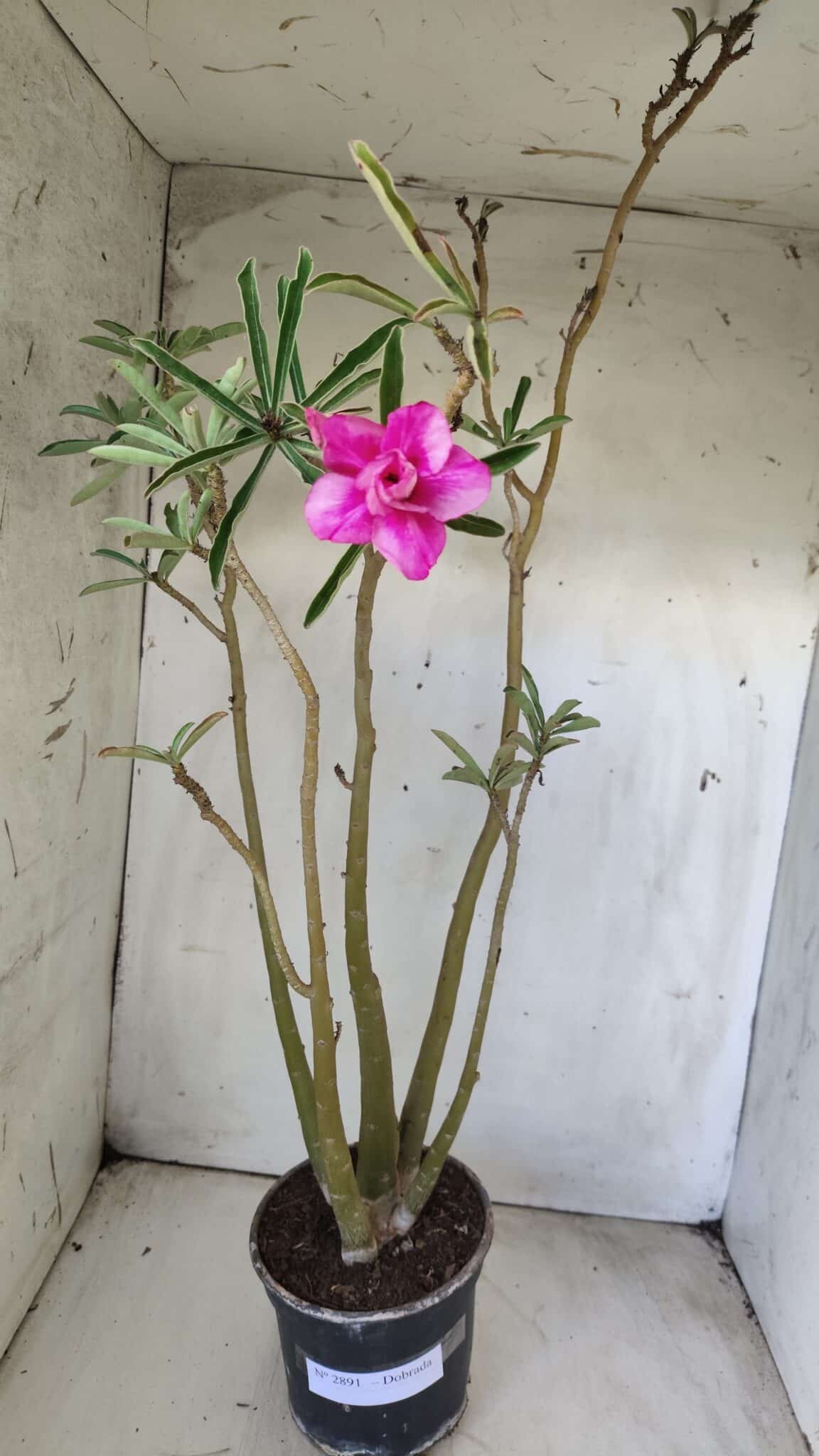 Planta Dobrada 2891 – 50cm – 04 anos