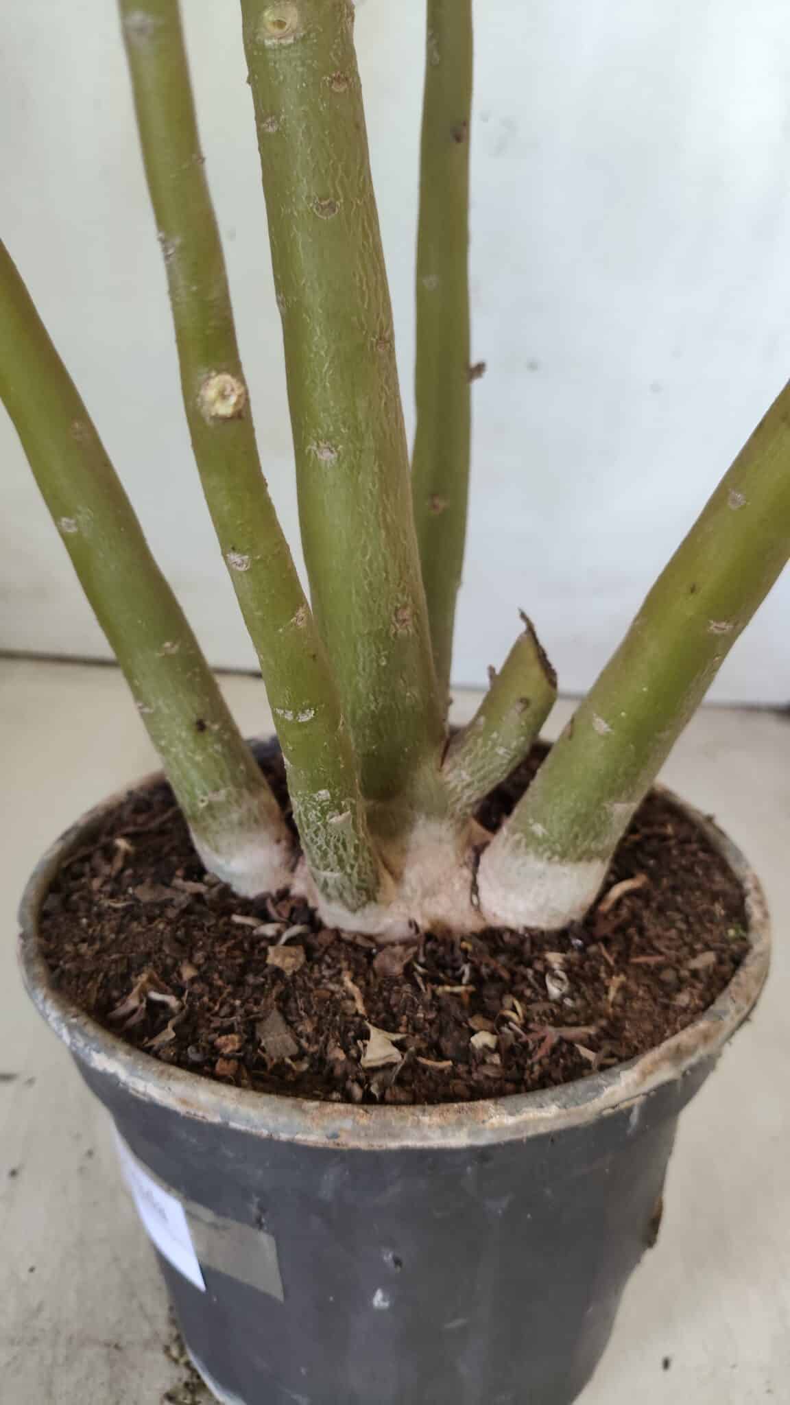Planta Dobrada 2891 – 50cm – 04 anos