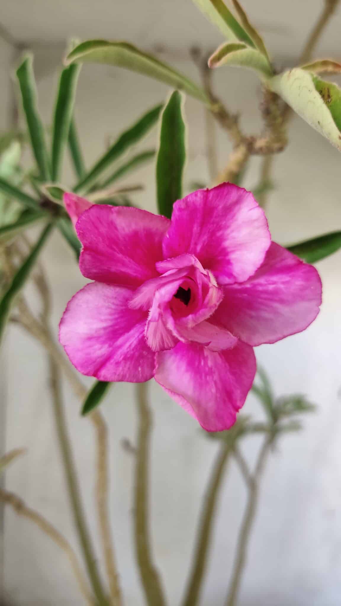 Planta Dobrada 2891 – 50cm – 04 anos