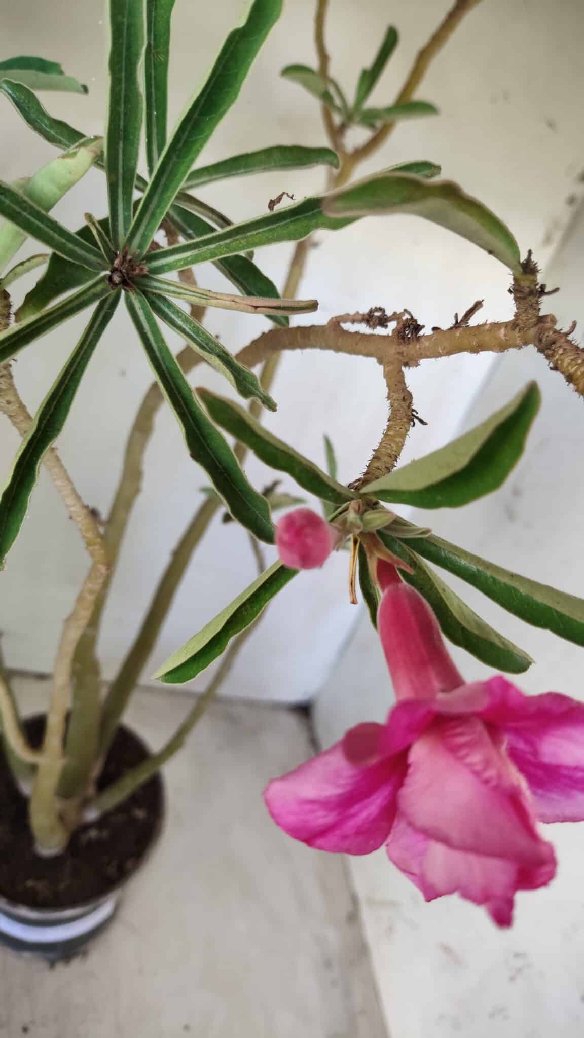 Planta Dobrada 2891 – 50cm – 04 anos