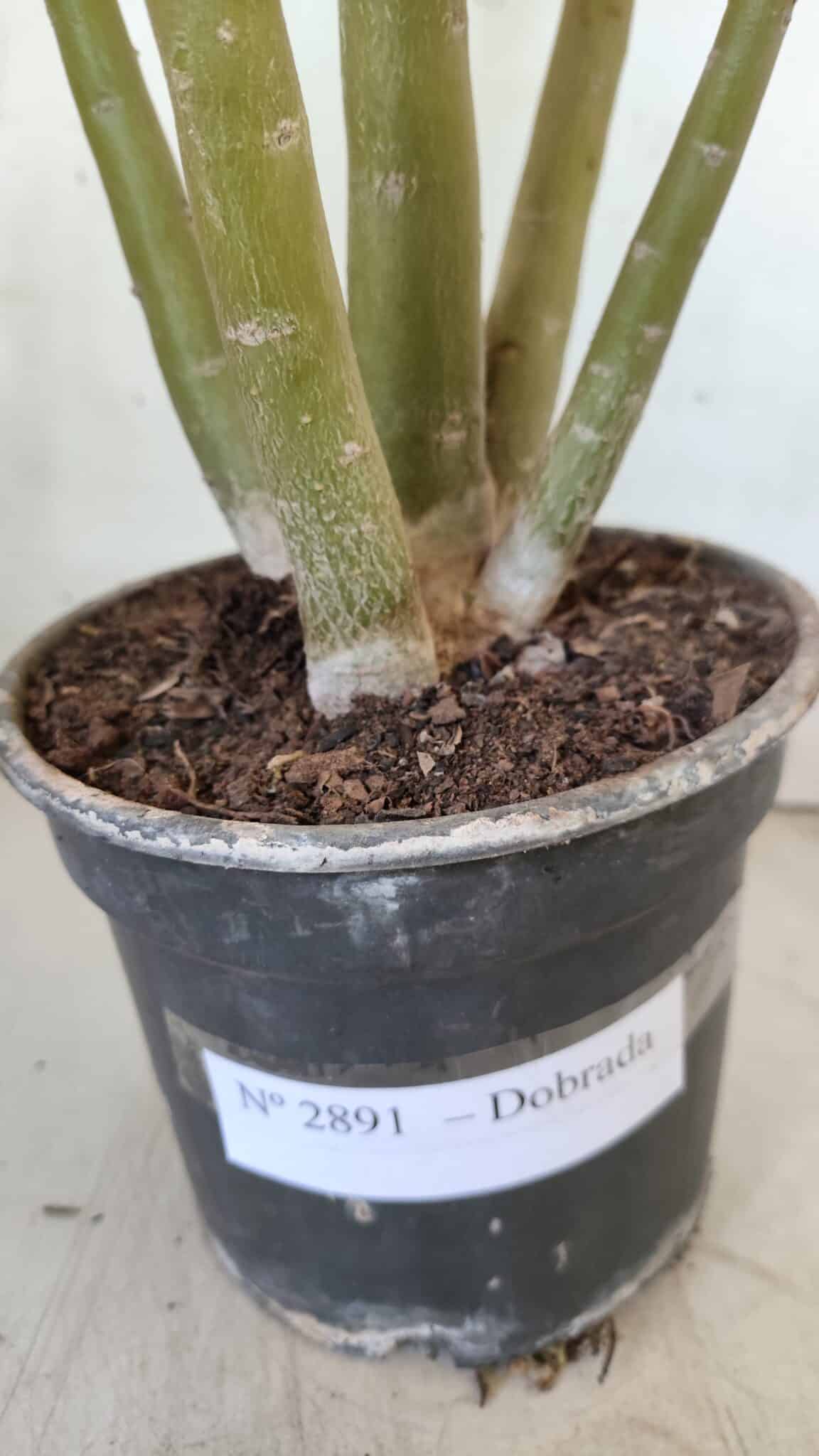 Planta Dobrada 2891 – 50cm – 04 anos