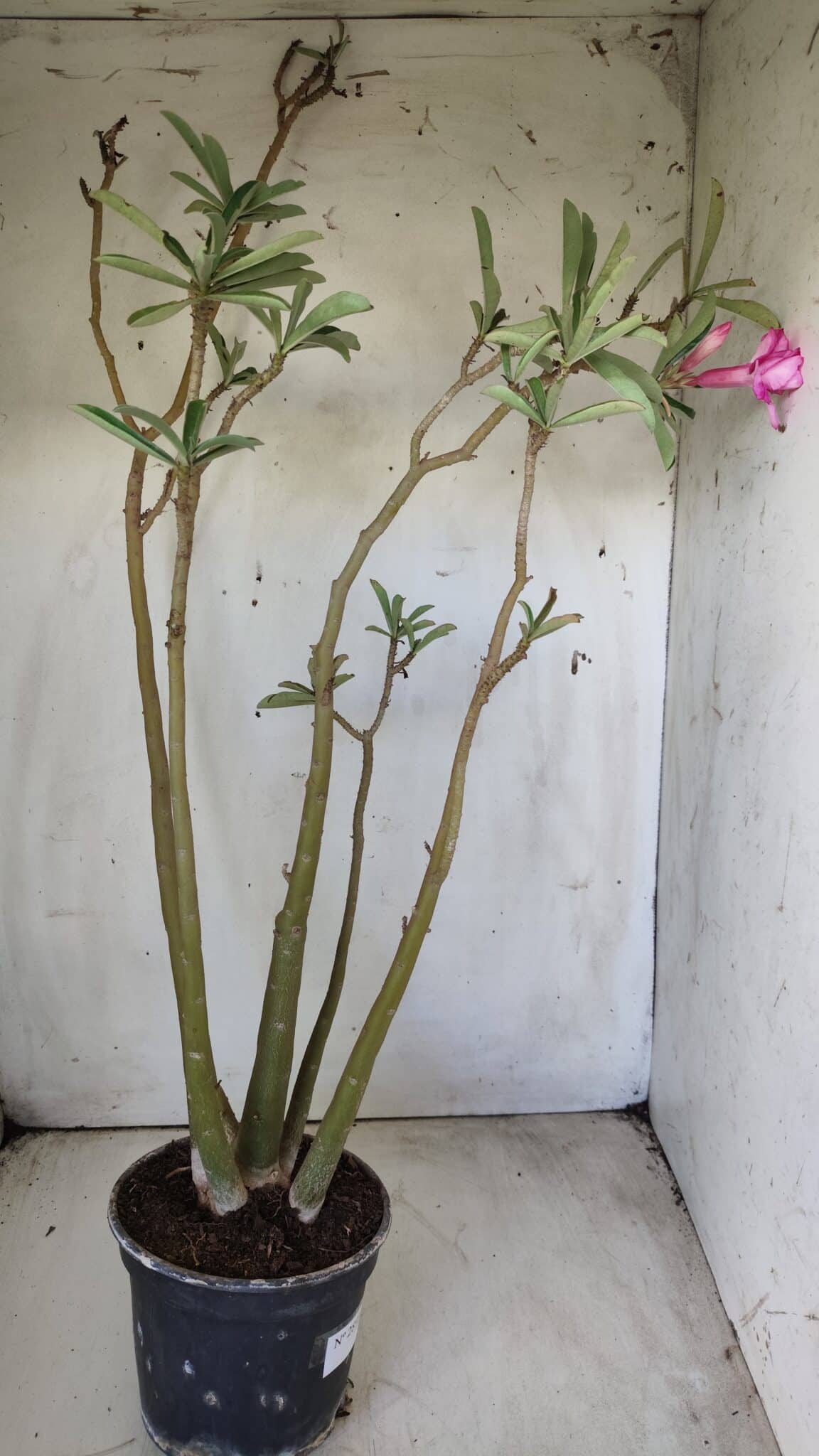 Planta Dobrada 2891 – 50cm – 04 anos