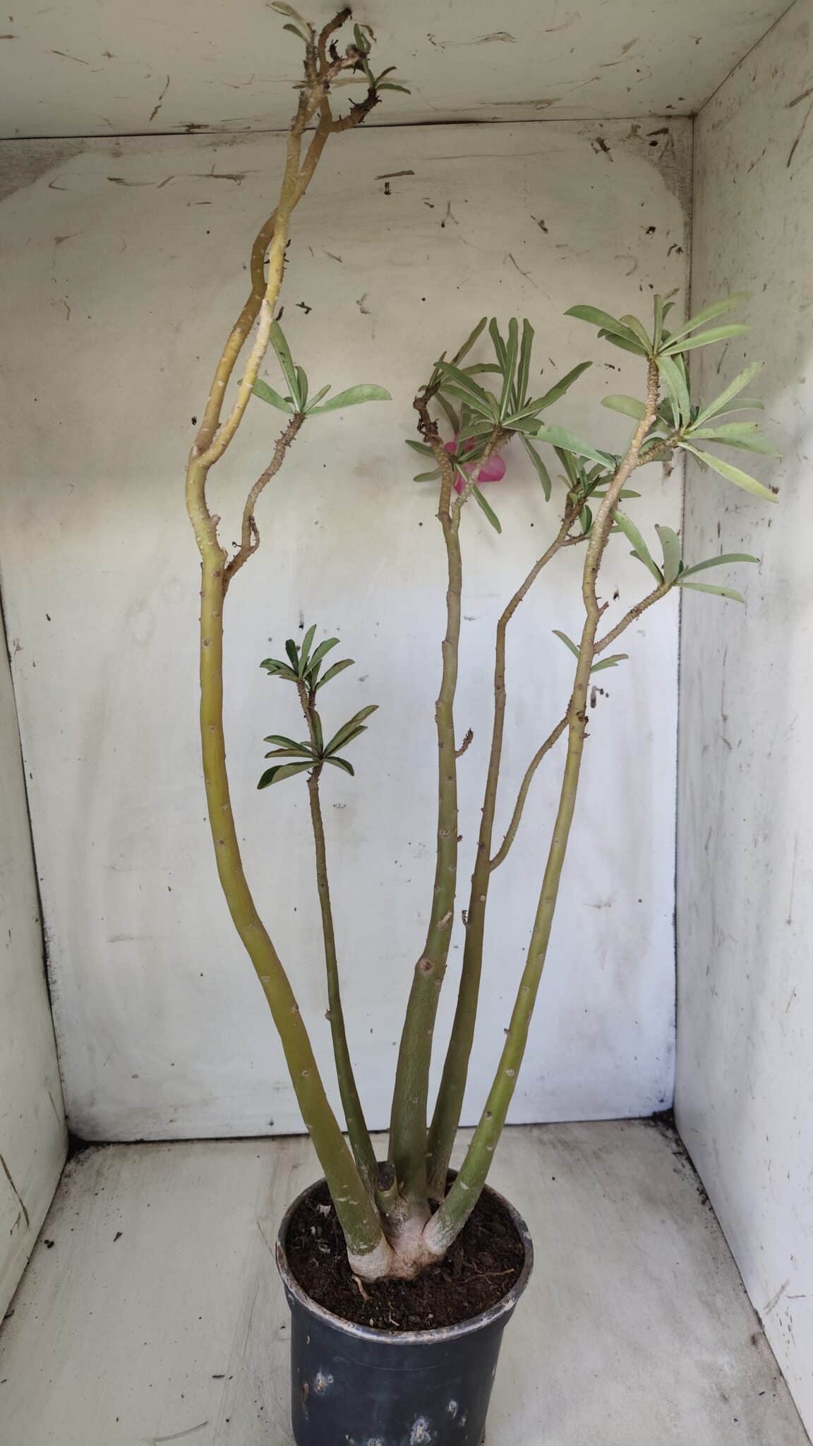 Planta Dobrada 2891 – 50cm – 04 anos