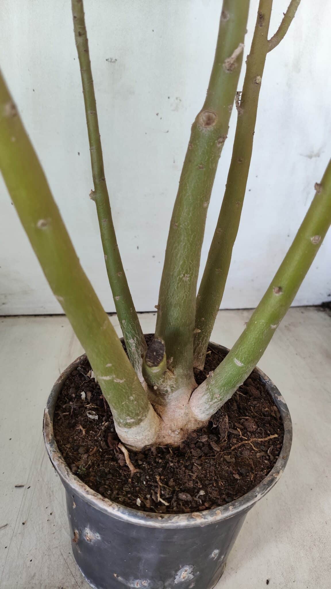 Planta Dobrada 2891 – 50cm – 04 anos