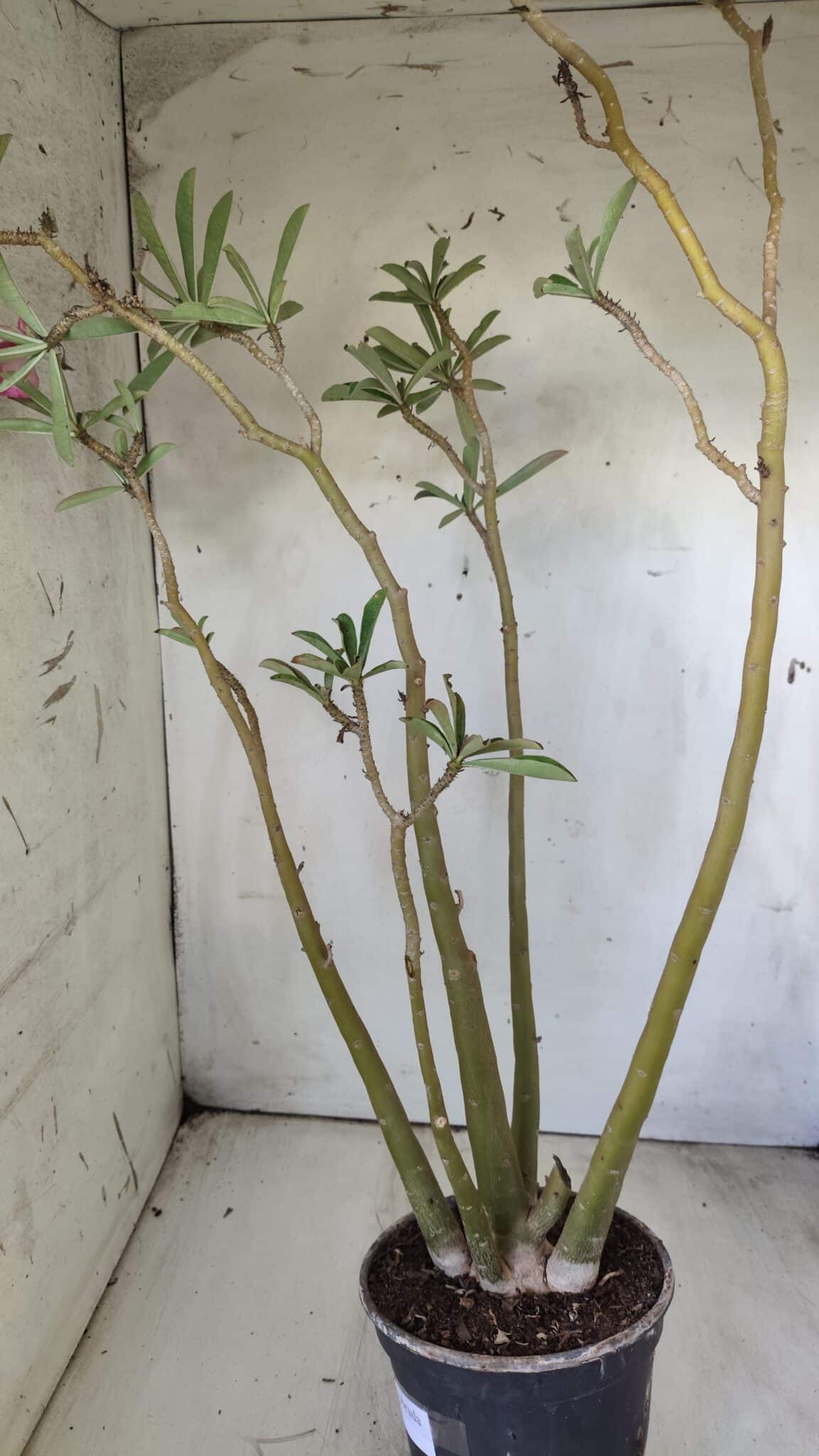 Planta Dobrada 2891 – 50cm – 04 anos