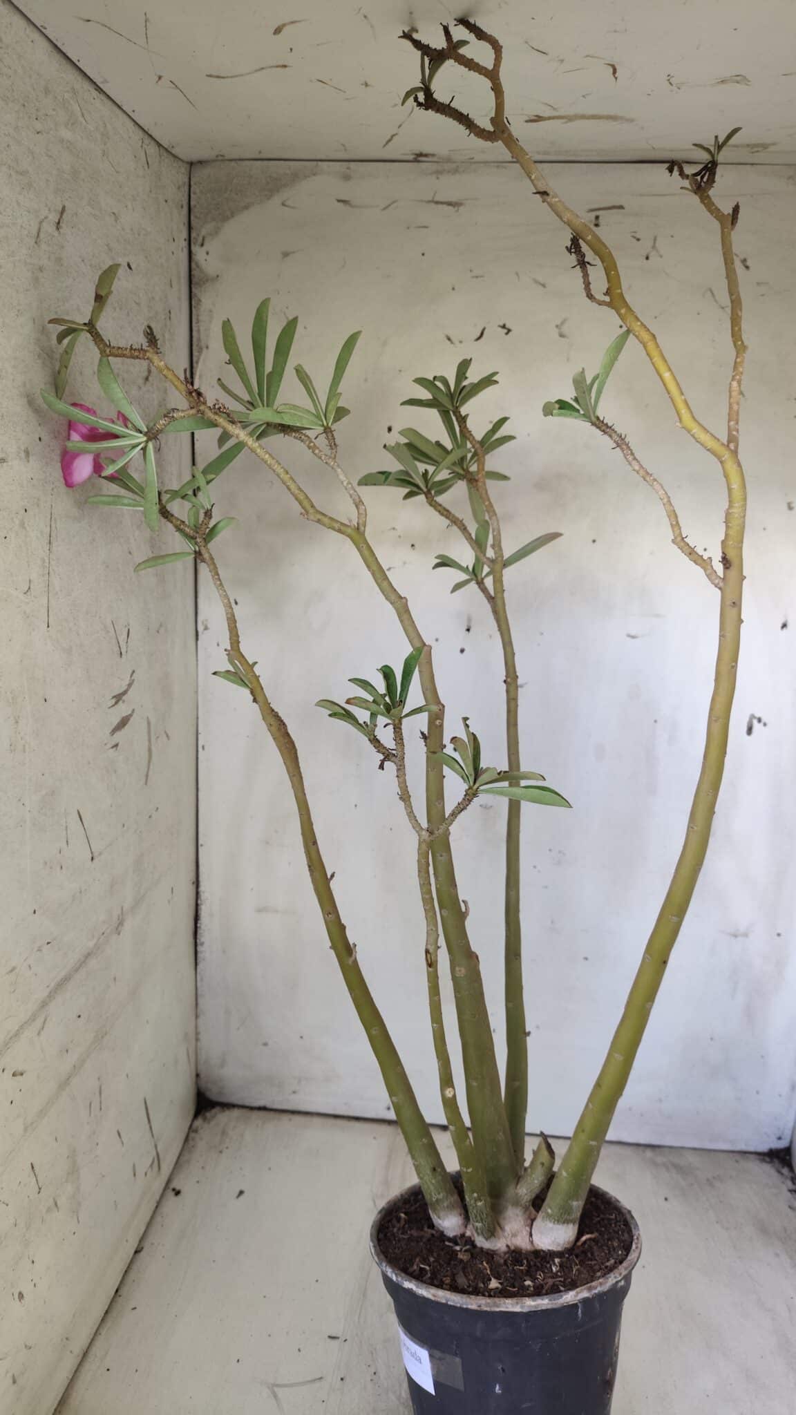 Planta Dobrada 2891 – 50cm – 04 anos