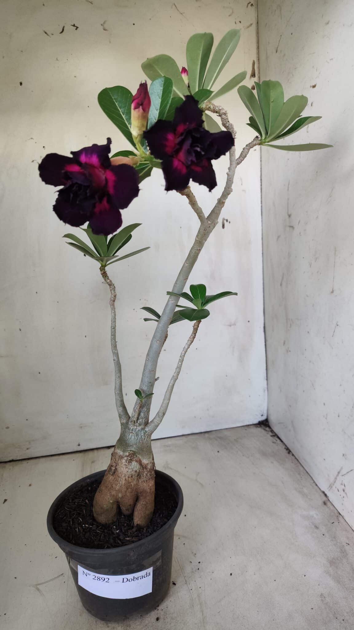 Planta Dobrada 2892 – 35cm – 03 anos