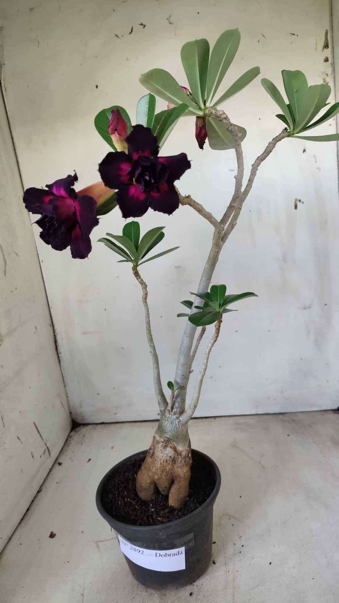 Planta Dobrada 2892 – 35cm – 03 anos