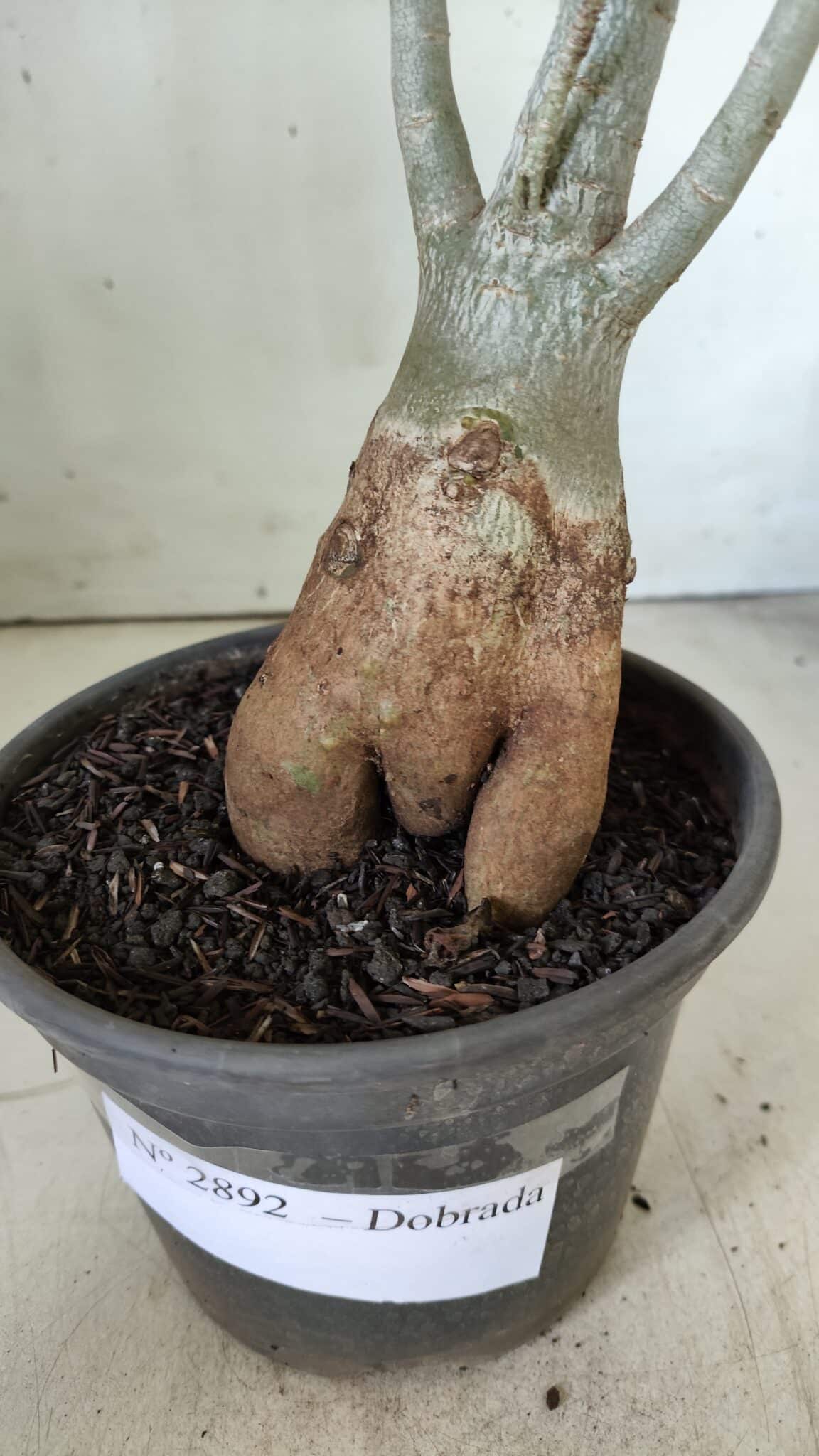 Planta Dobrada 2892 – 35cm – 03 anos