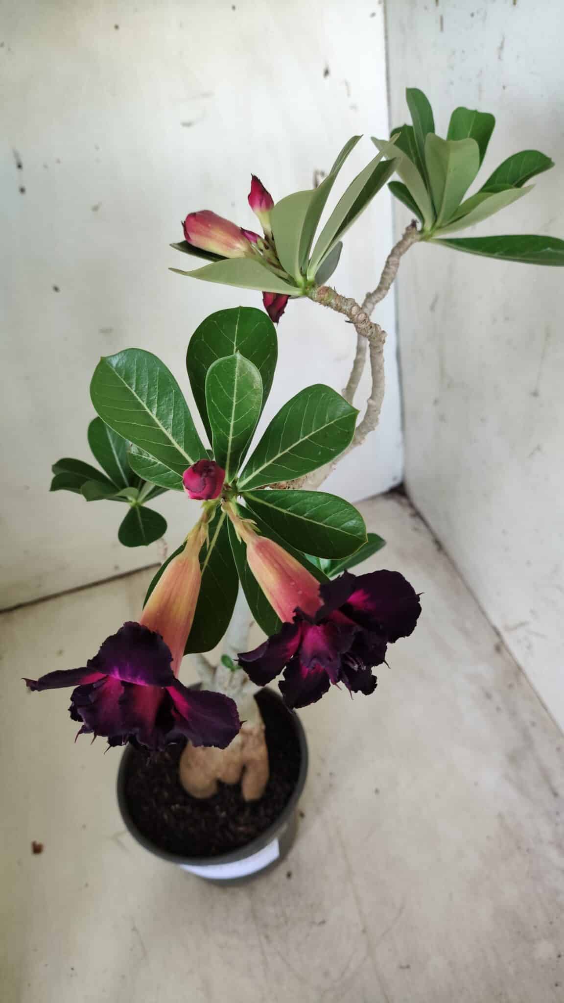 Planta Dobrada 2892 – 35cm – 03 anos