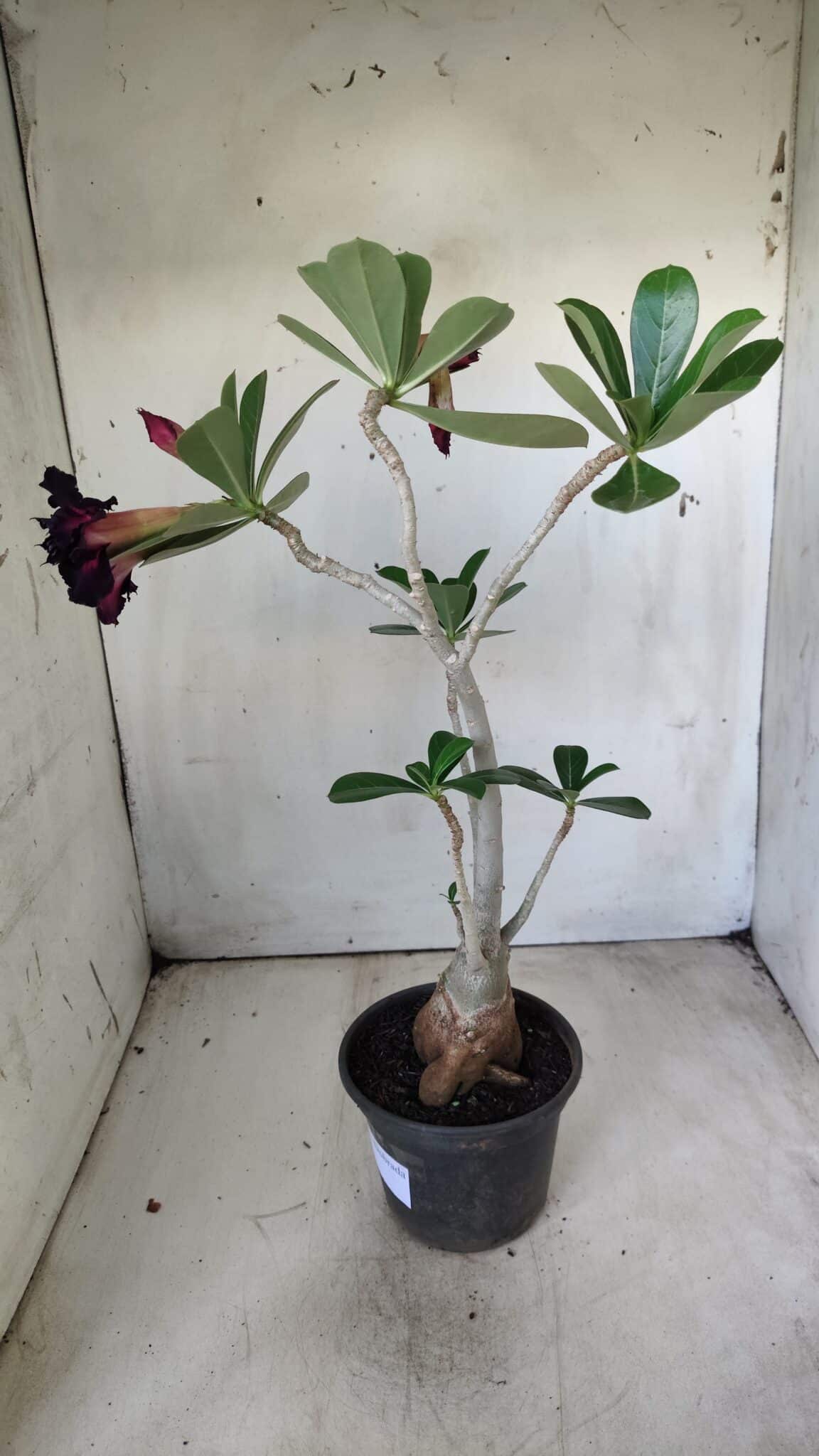Planta Dobrada 2892 – 35cm – 03 anos