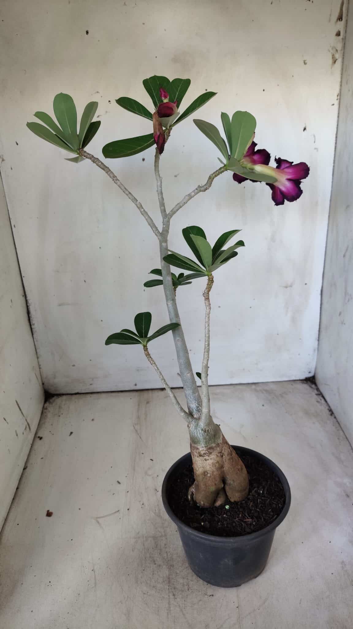 Planta Dobrada 2892 – 35cm – 03 anos