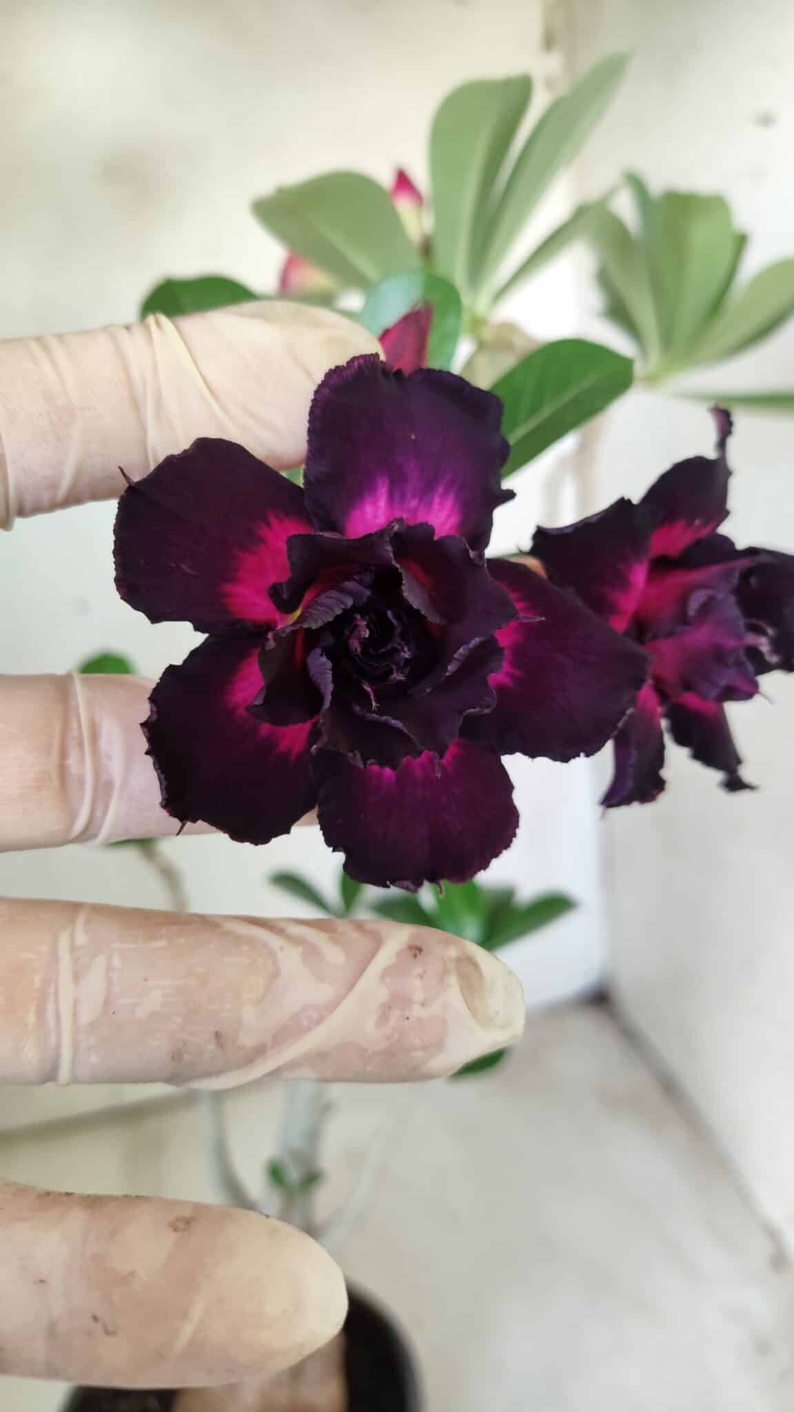 Planta Dobrada 2892 – 35cm – 03 anos