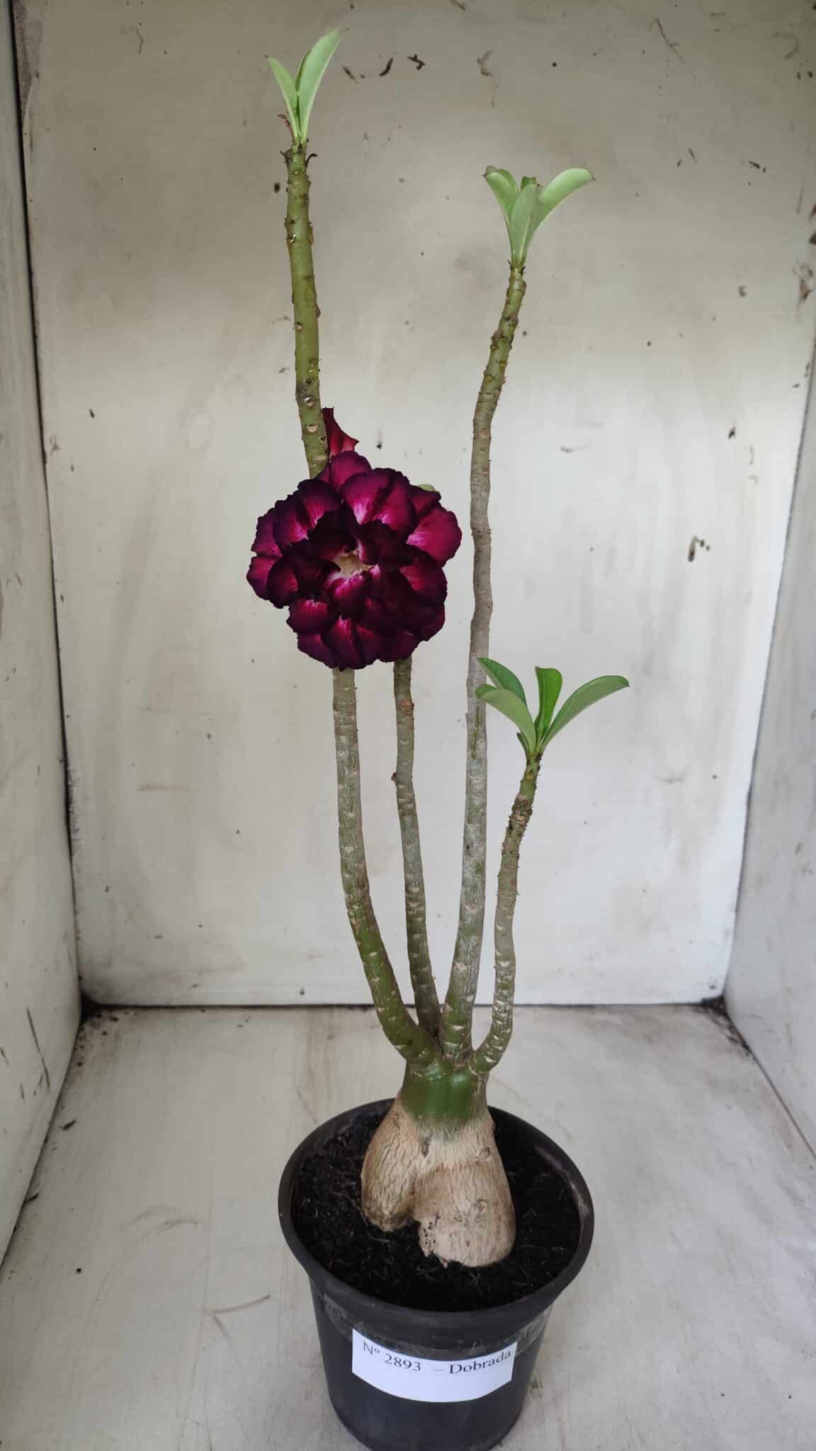 Planta Dobrada 2893 – 40cm – 03 anos