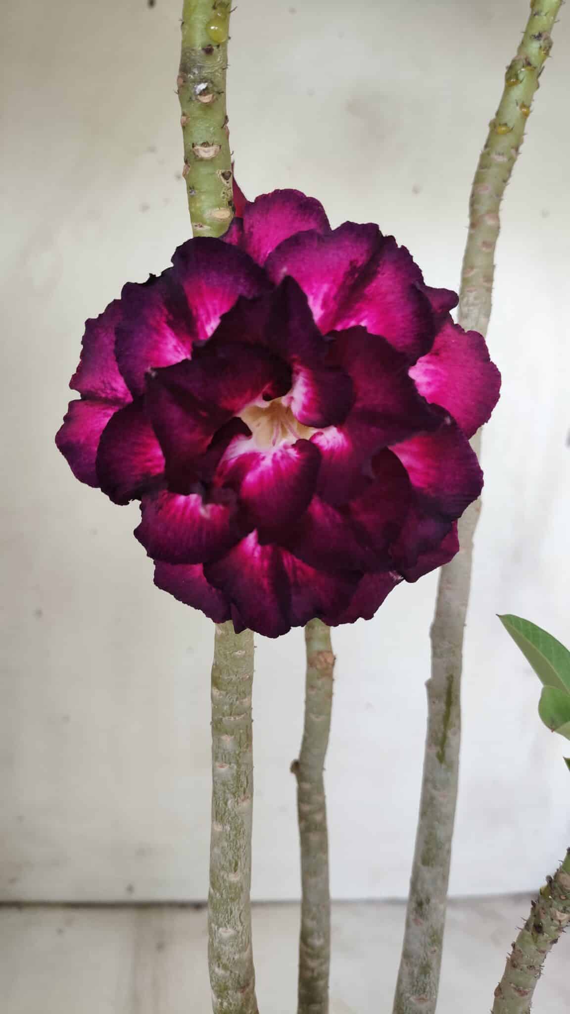 Planta Dobrada 2893 – 40cm – 03 anos