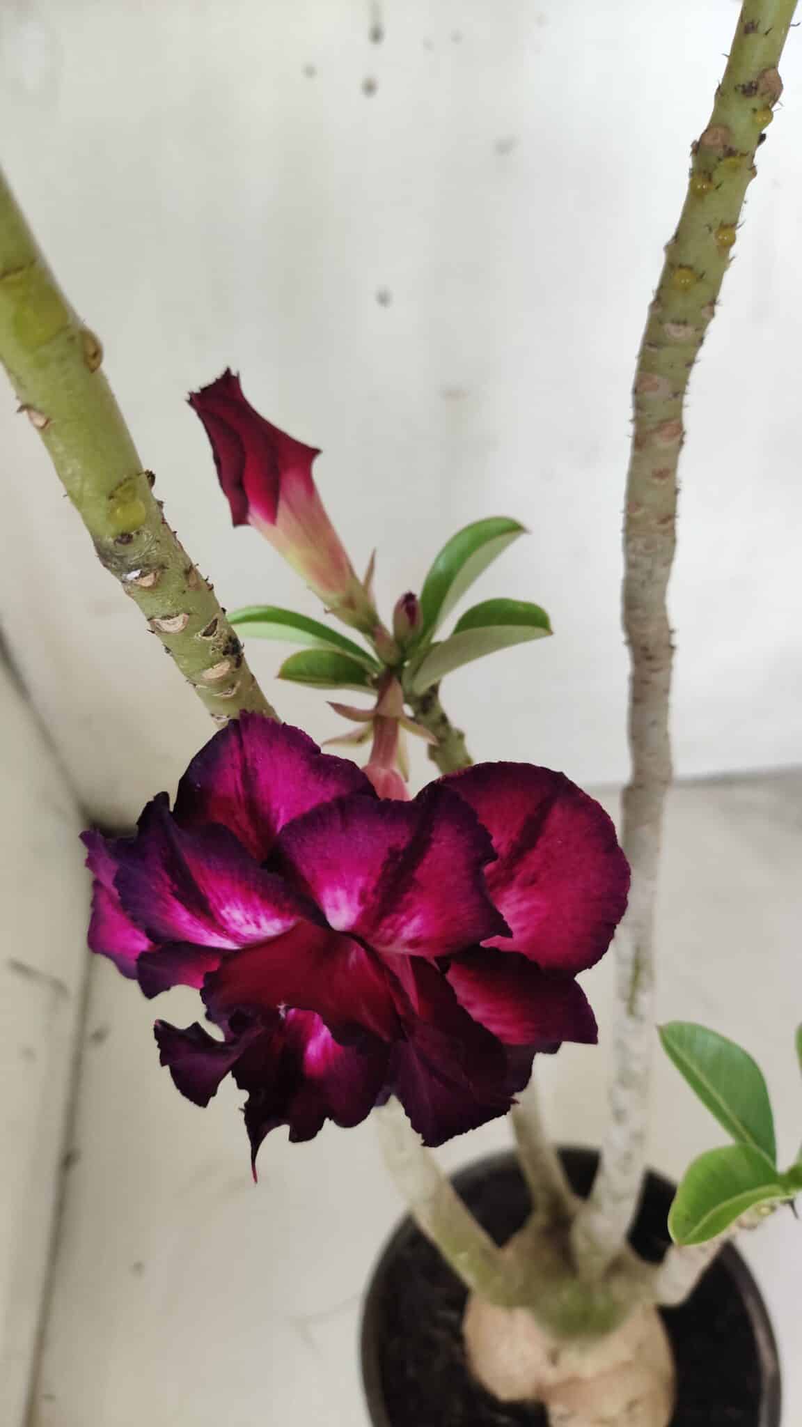 Planta Dobrada 2893 – 40cm – 03 anos